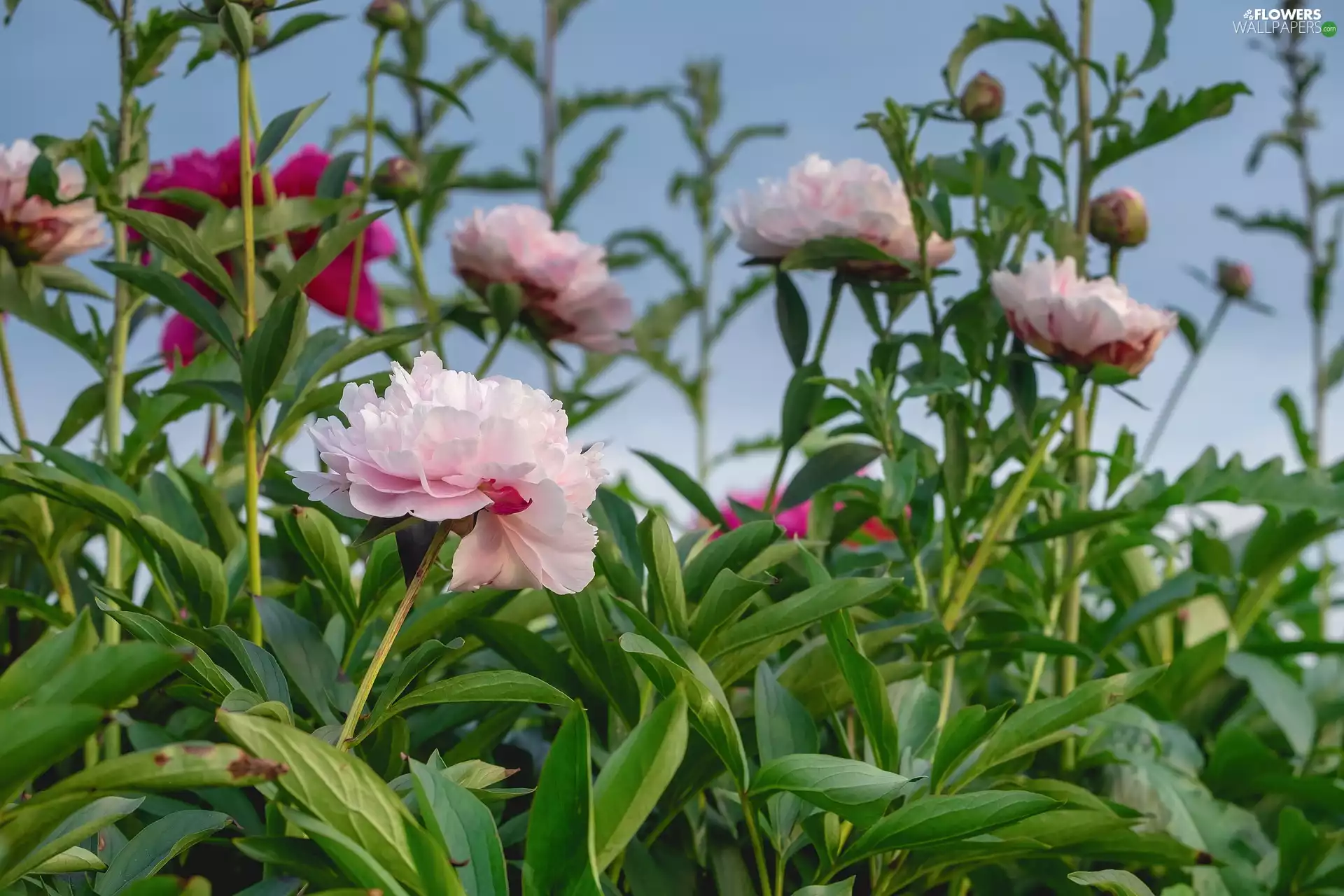 Buds, Pink, Peonies