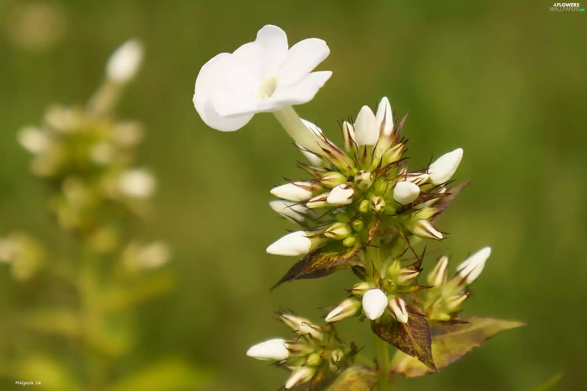 Buds, White, phlox