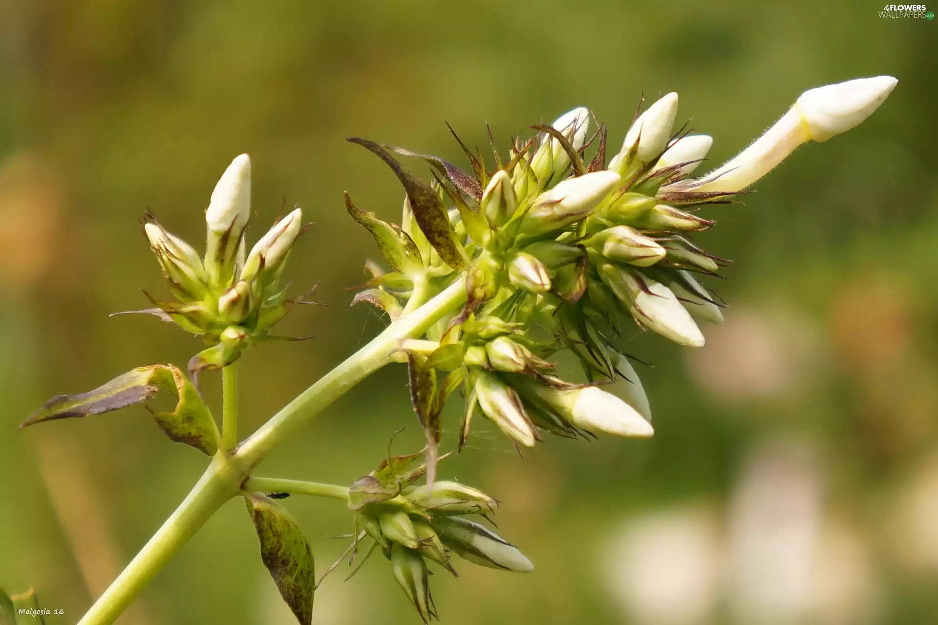 Buds, phlox