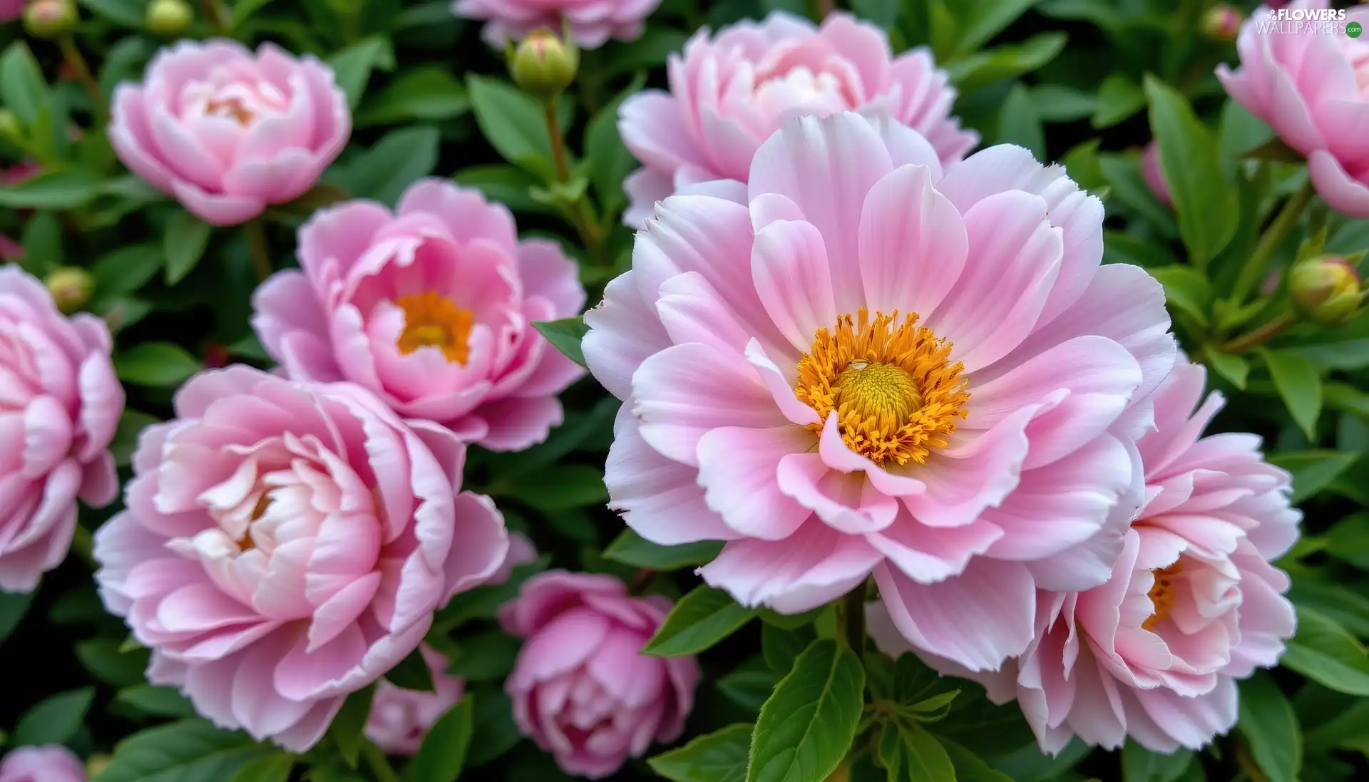 Peonies, Buds, Pink, bloom, Flowers