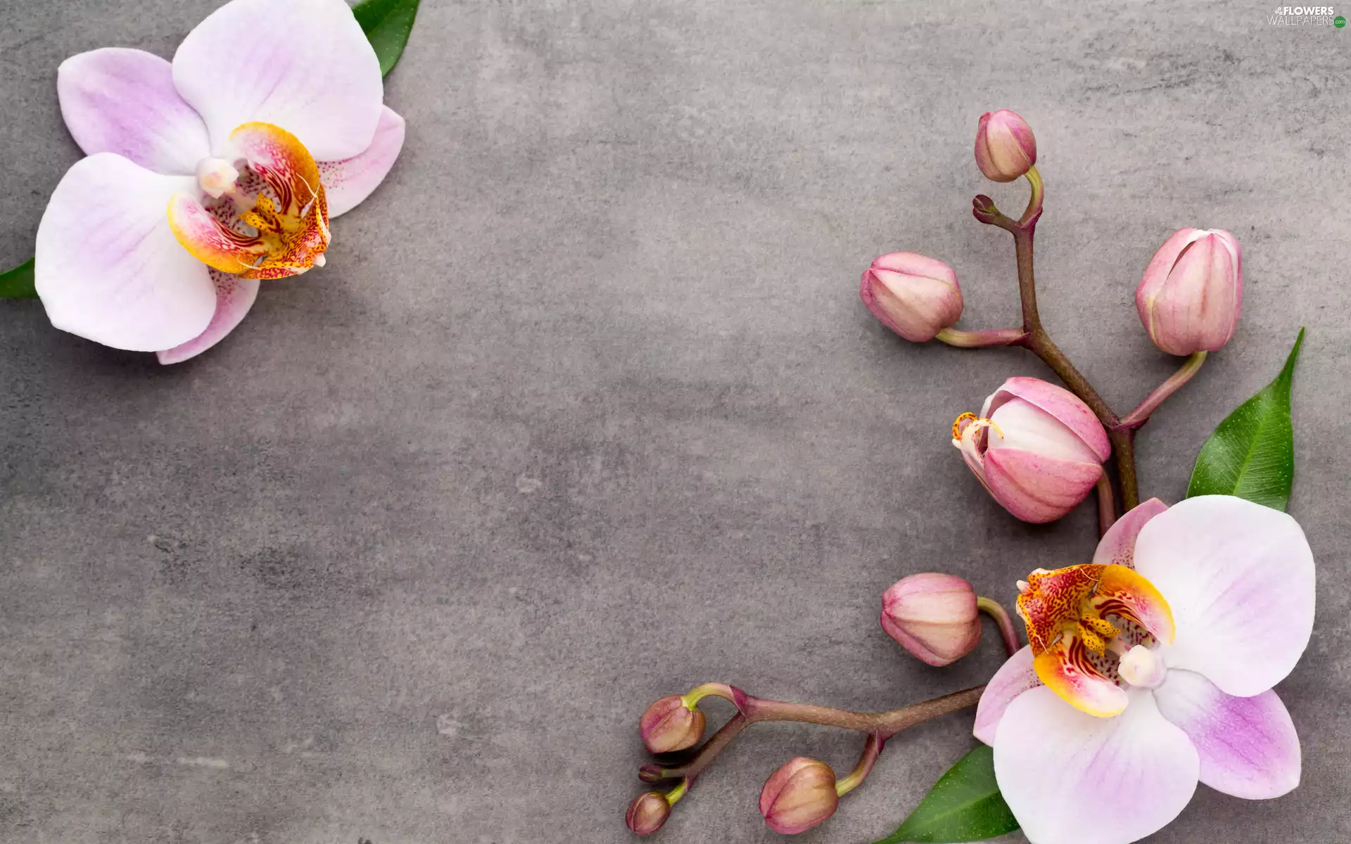 orchid, Buds, Pink, orchid, Flowers