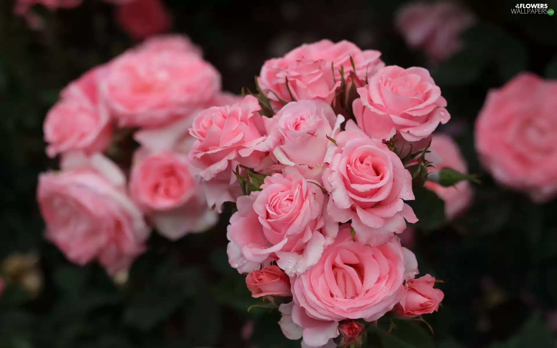 flakes, Buds, Pink, roses, Flowers