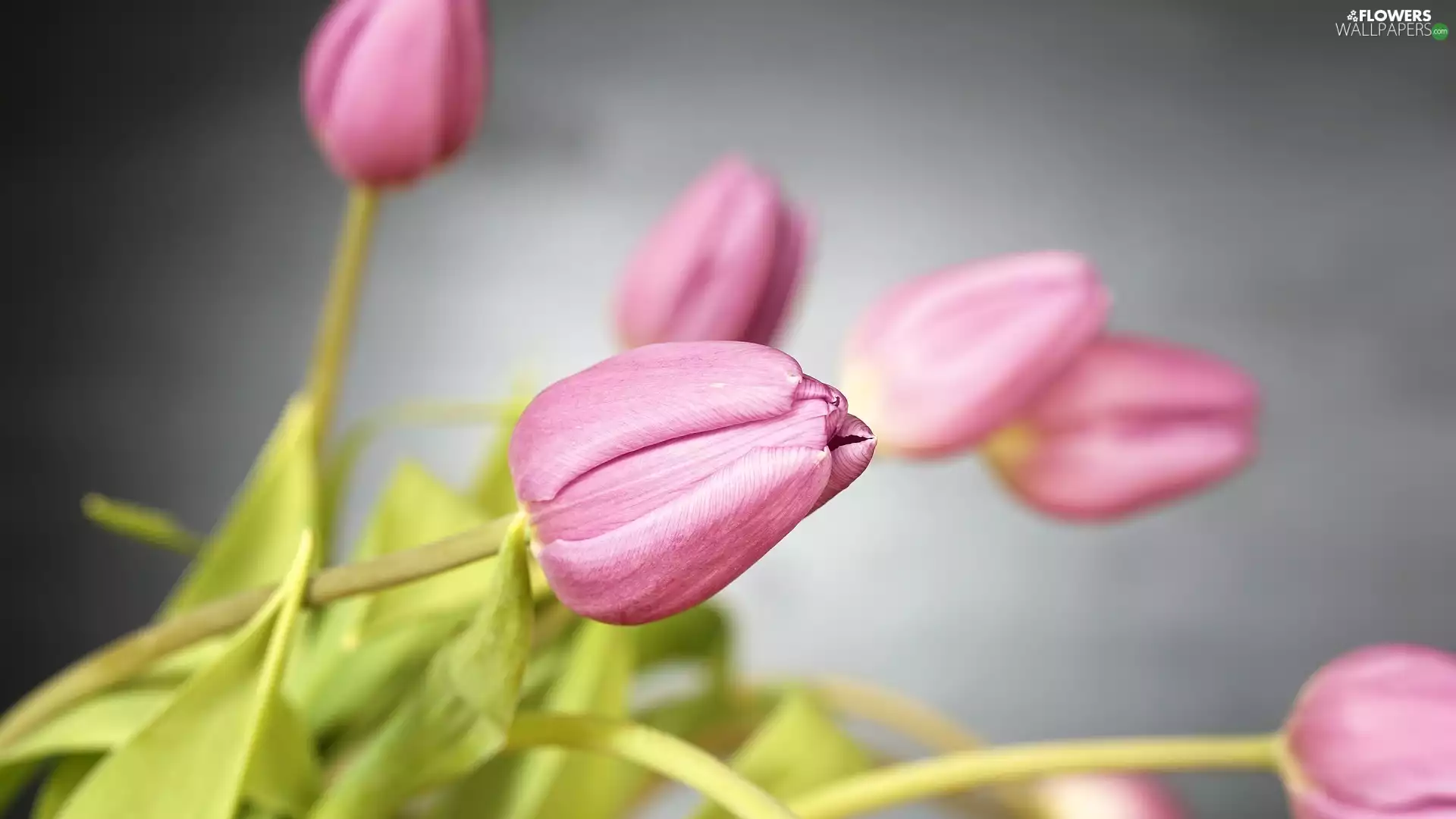 Buds, Tulips, Pink