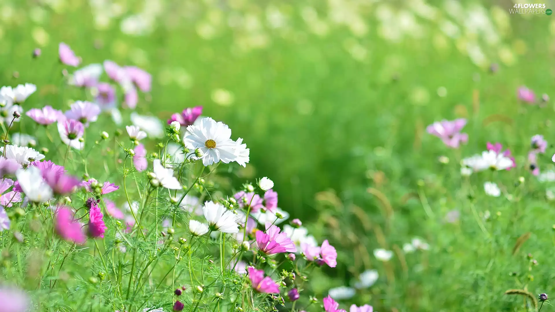 Cosmos, Buds, Pink, Flowers, White