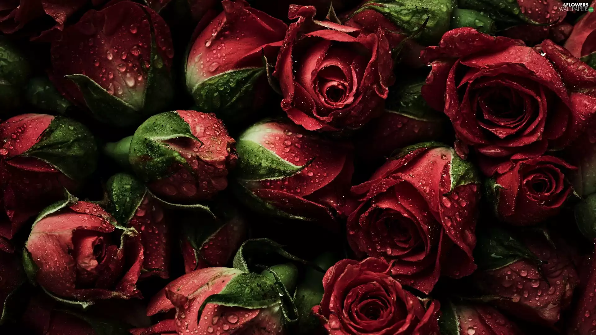 Red, roses, drops, Buds