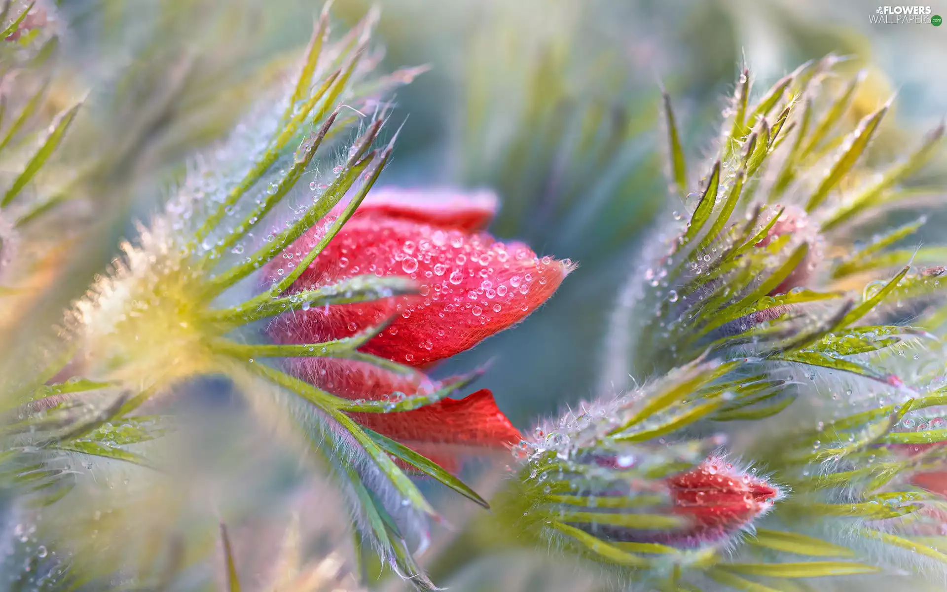 drops, Buds, Red, pasque, Flowers