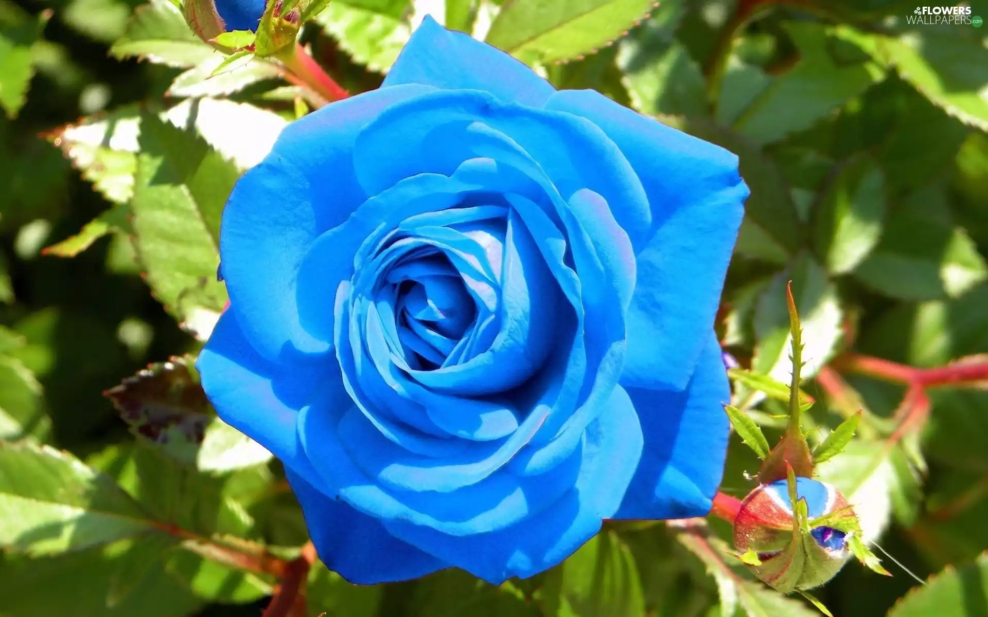 Buds, Blue, rose