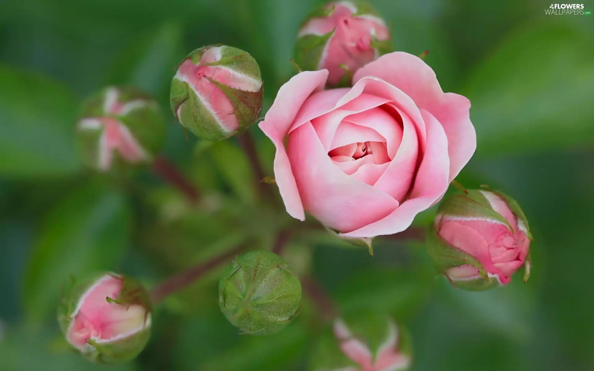 rose, Colourfull Flowers, Buds, Pink