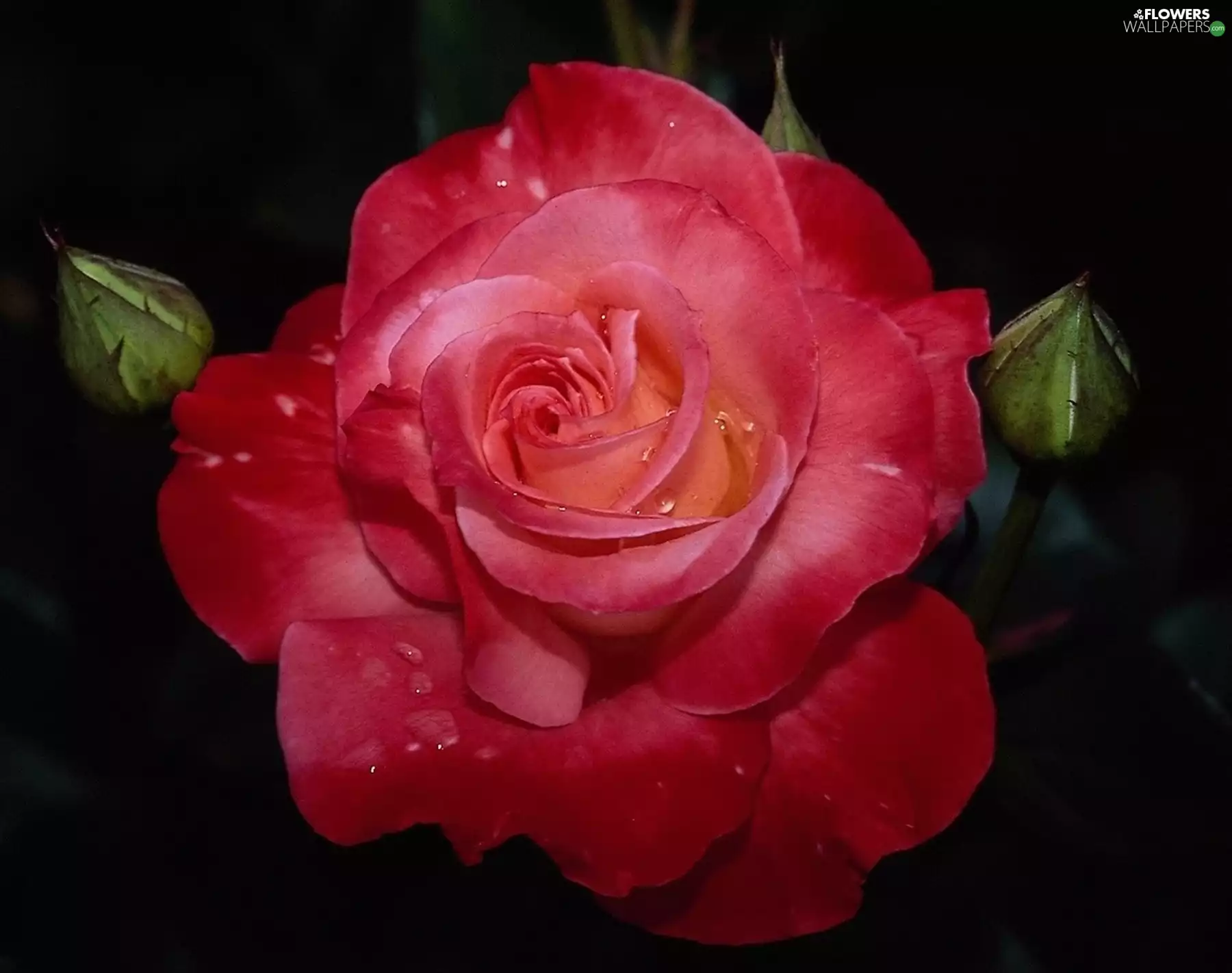 rose, Colourfull Flowers, Buds