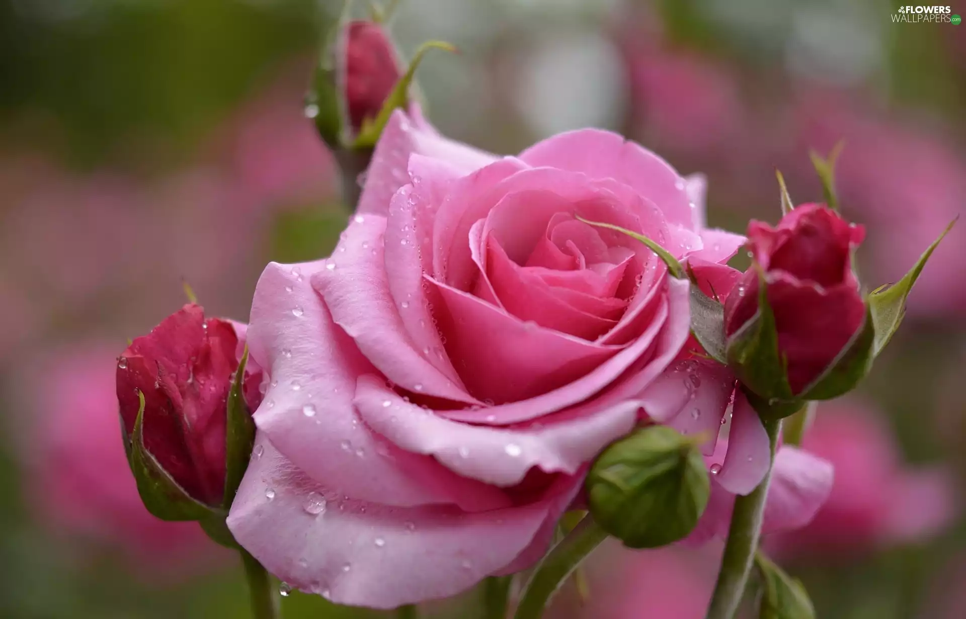 Buds, Pink, rose