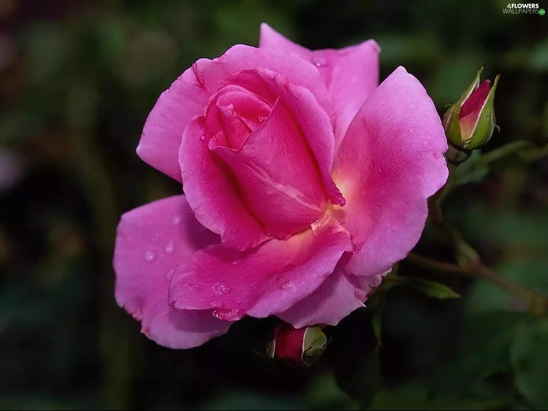 Buds, Pink, rose