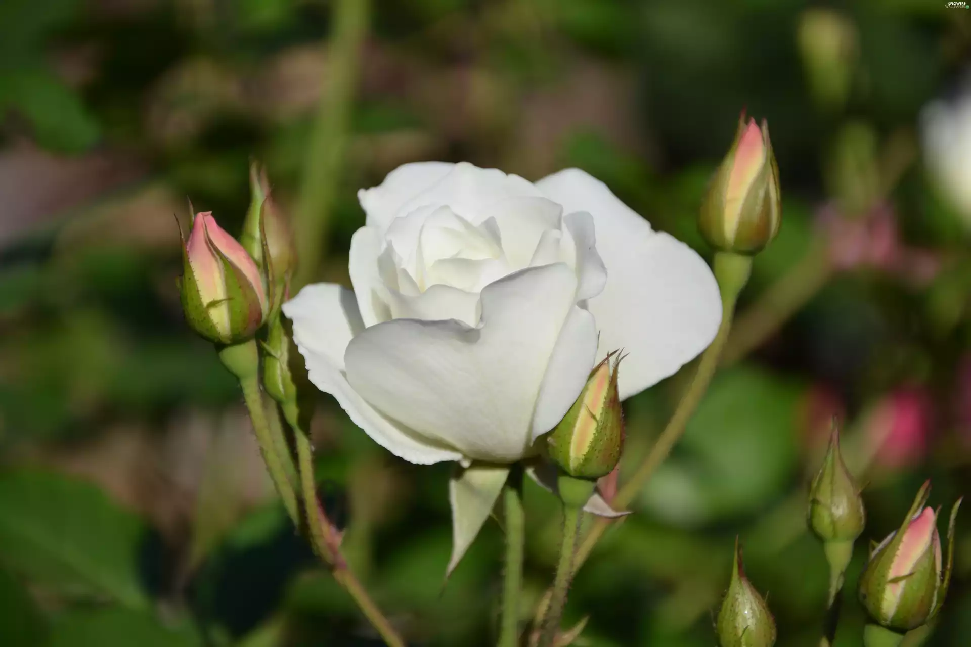 Buds, White, rose