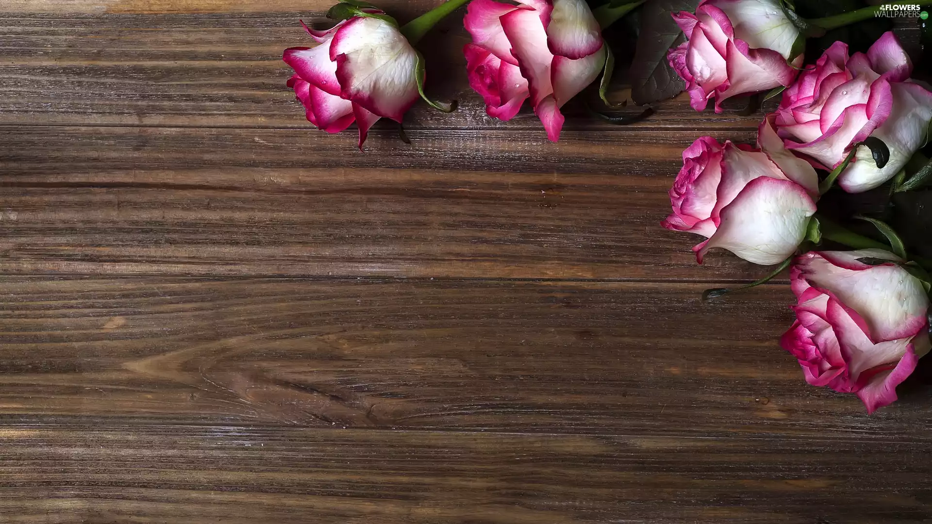 drops, boarding, roses, Buds, white and pink