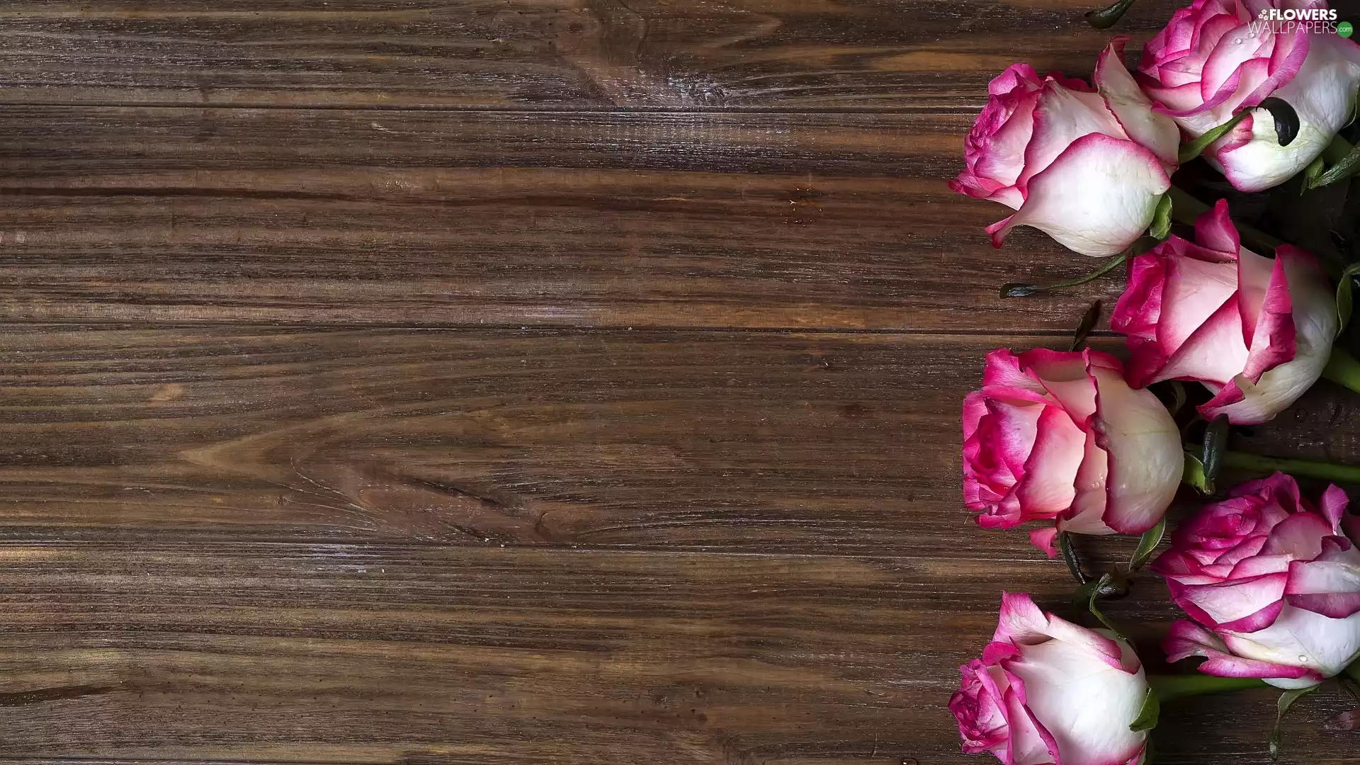 white and pink, Buds, boarding, roses
