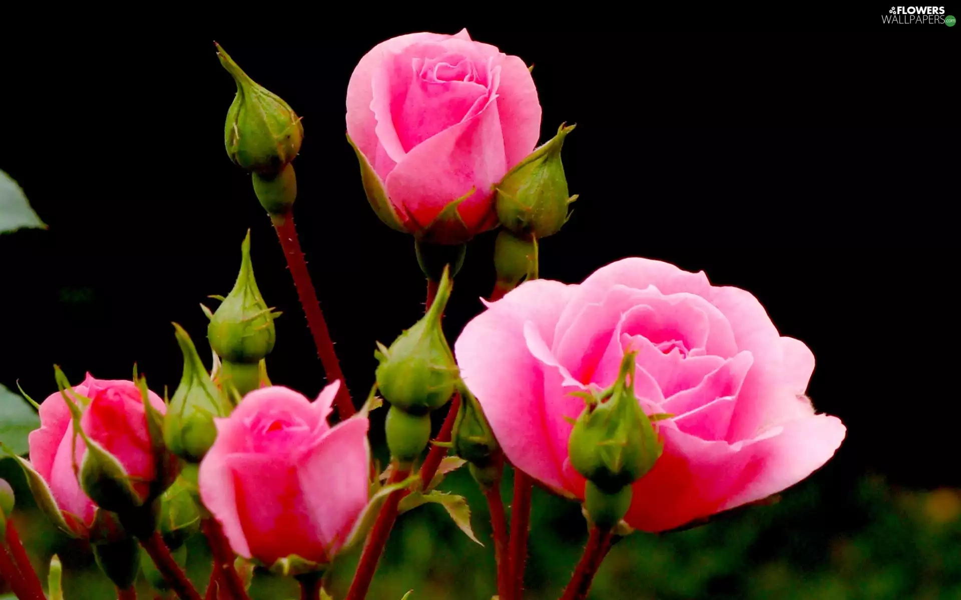 Buds, Pink, roses