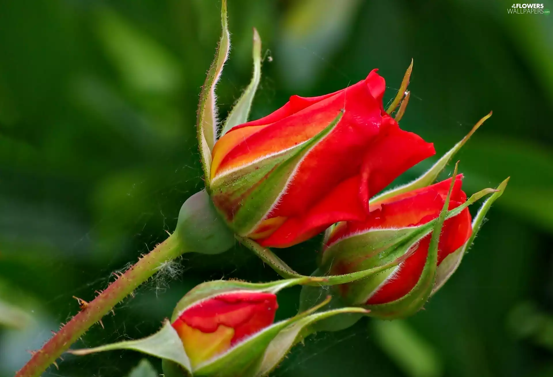 Buds, Red, roses