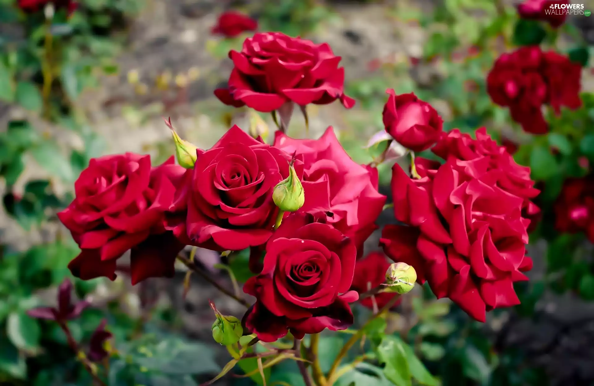 Buds, Red, roses