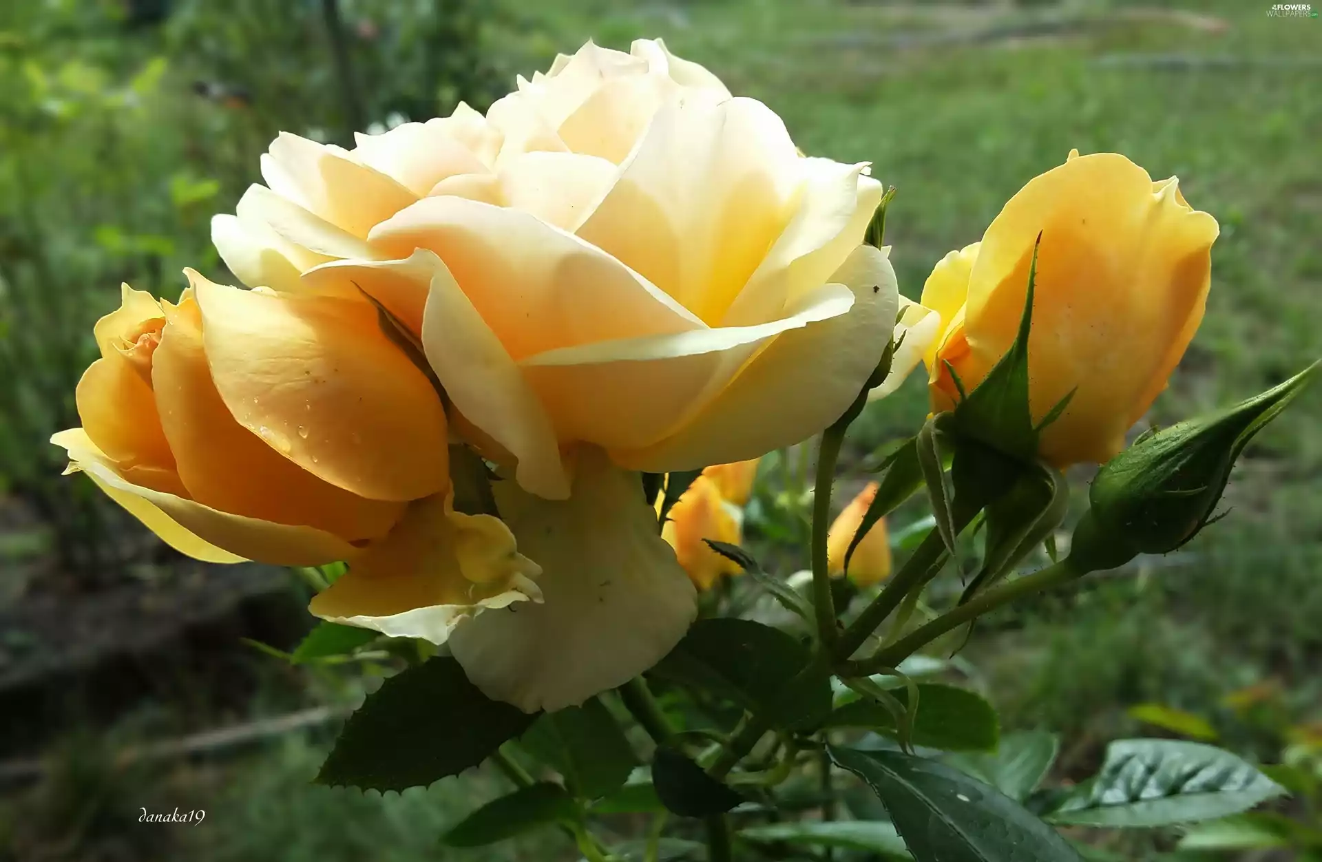 Buds, Yellow, roses