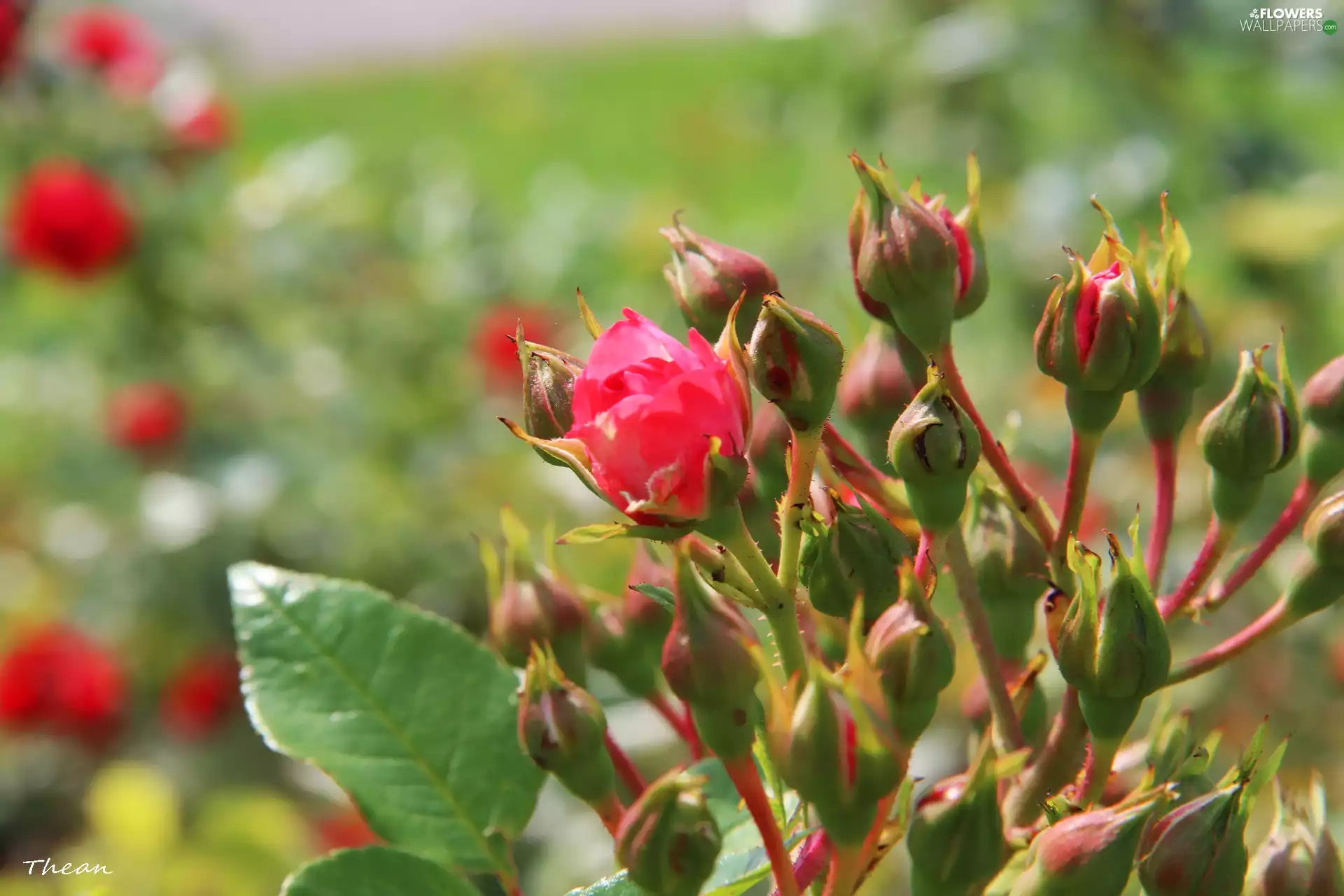 roses, Buds