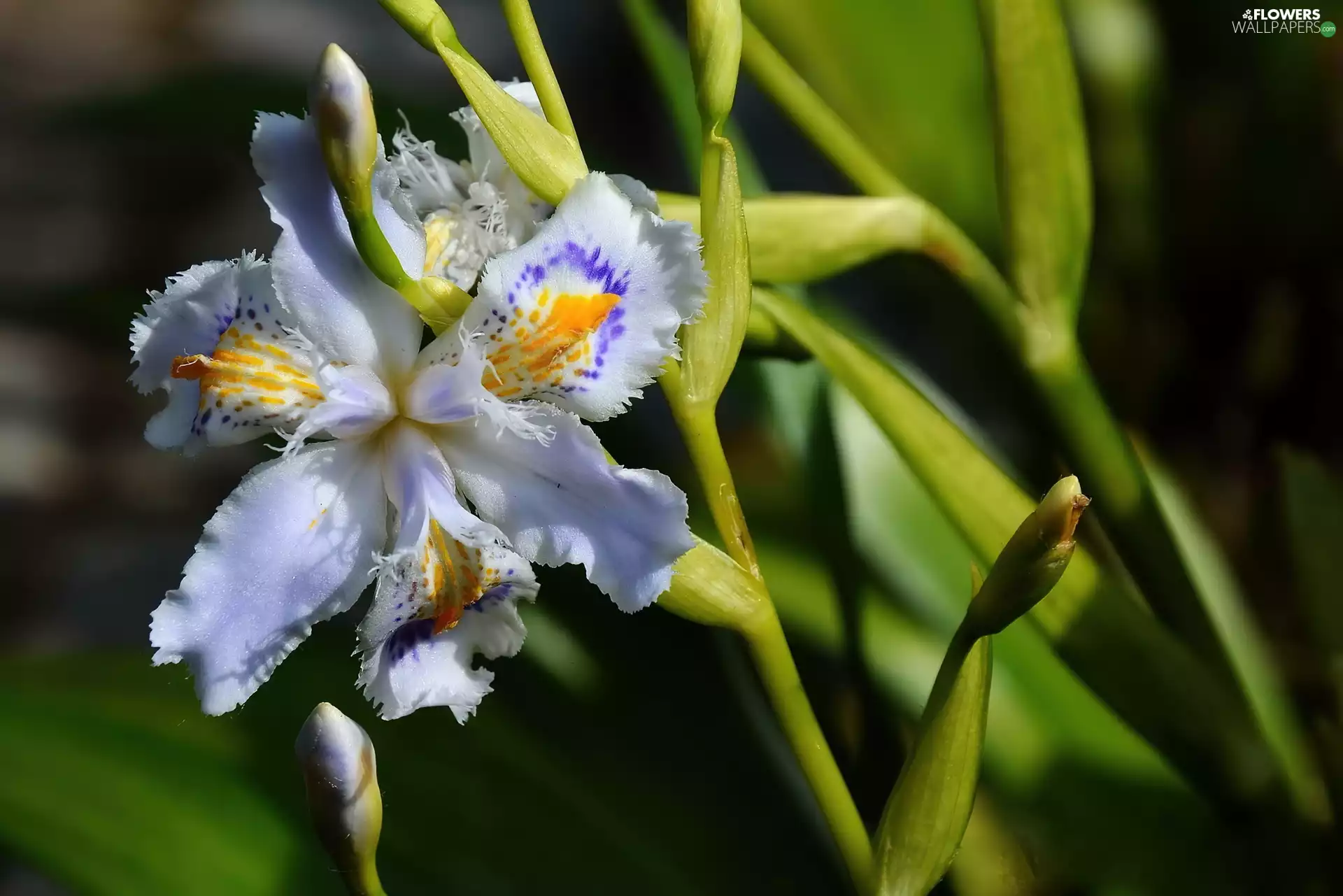 White, Buds, stems, Colourfull Flowers