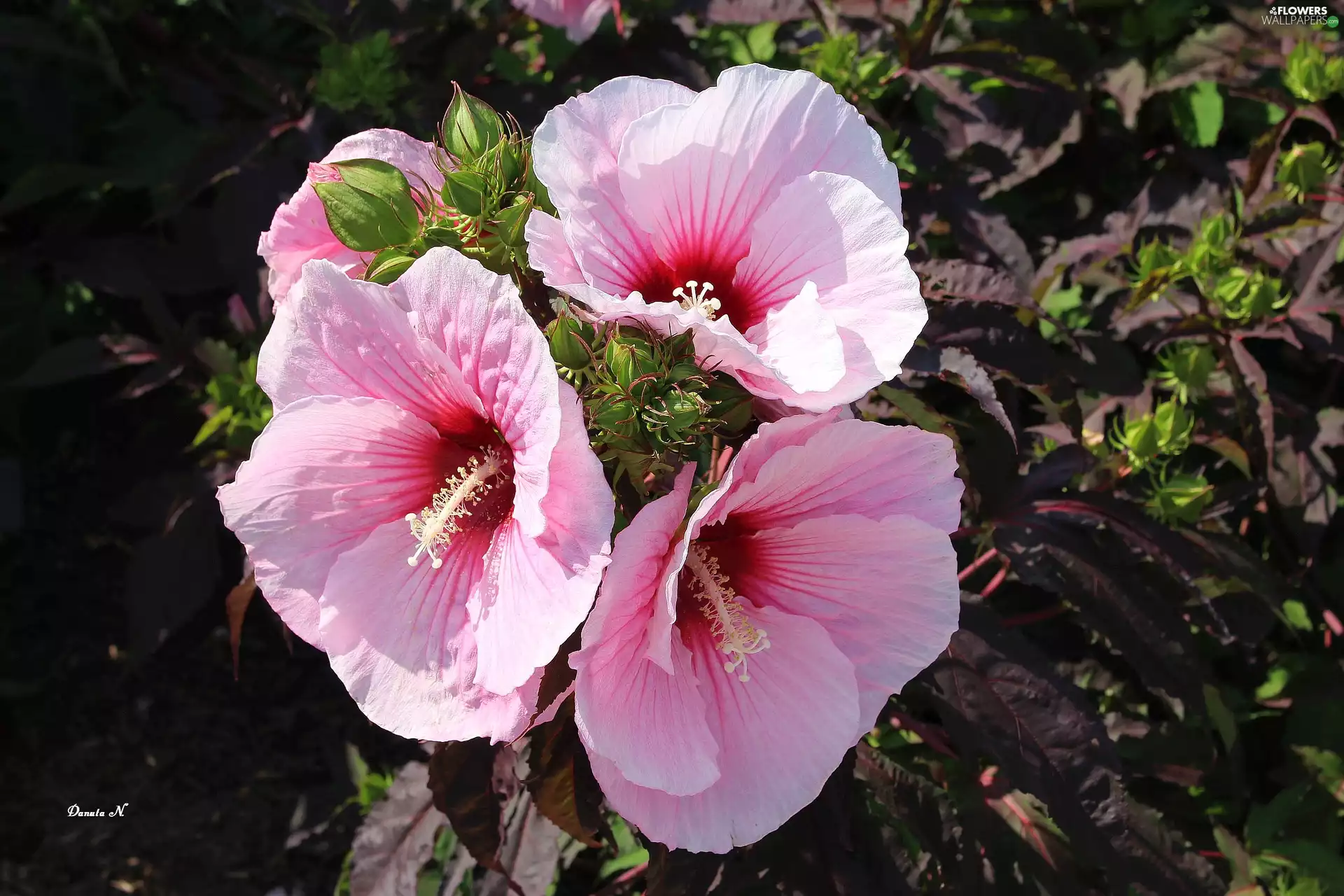 Three, Pink, summer, Leaf, Garden, hibiskus, Flowers, Buds