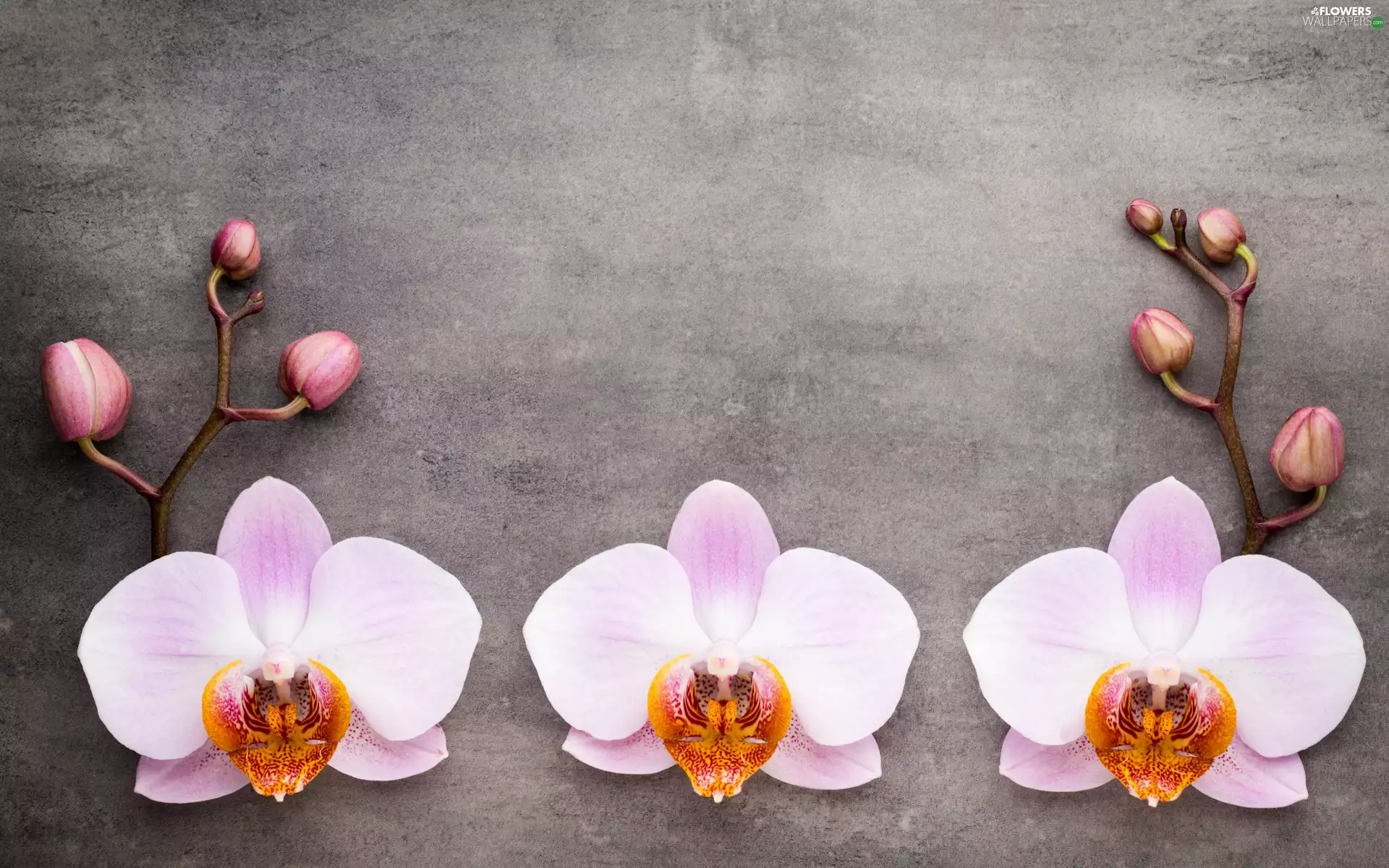 Pink, Buds, Three, orchids, Flowers