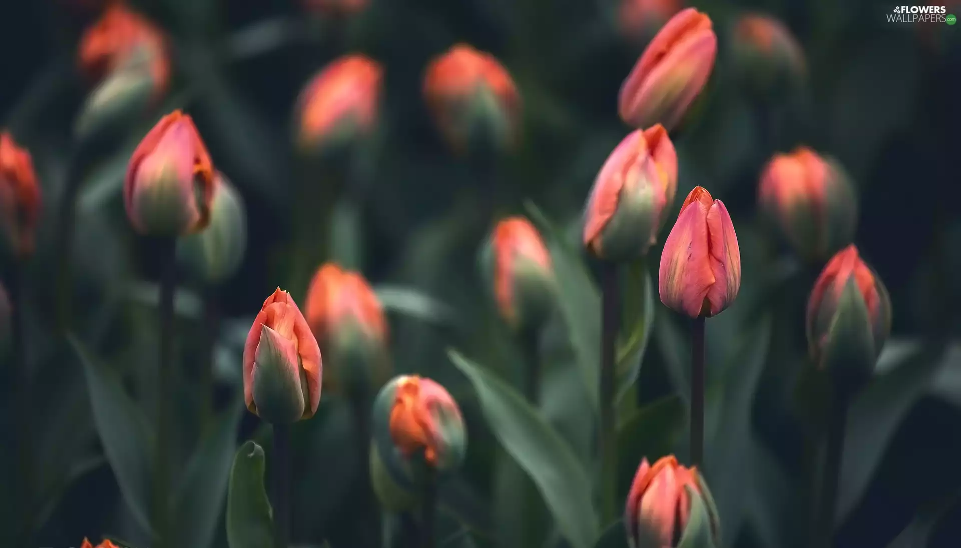 Buds, Tulips