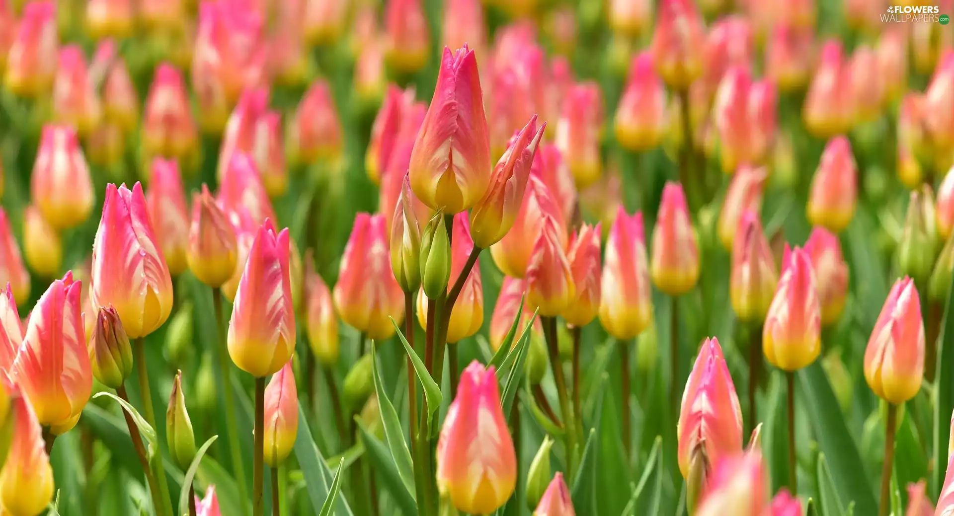 Buds, color, Tulips