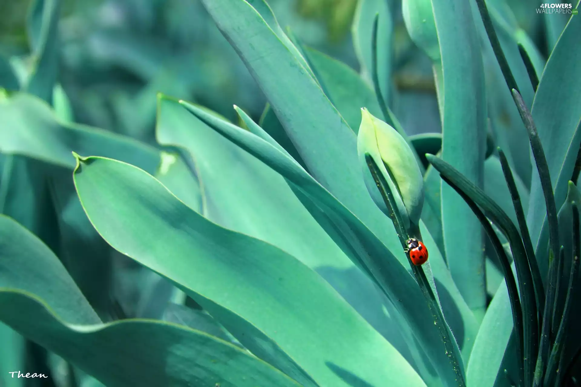 Buds, ladybird, Tulips