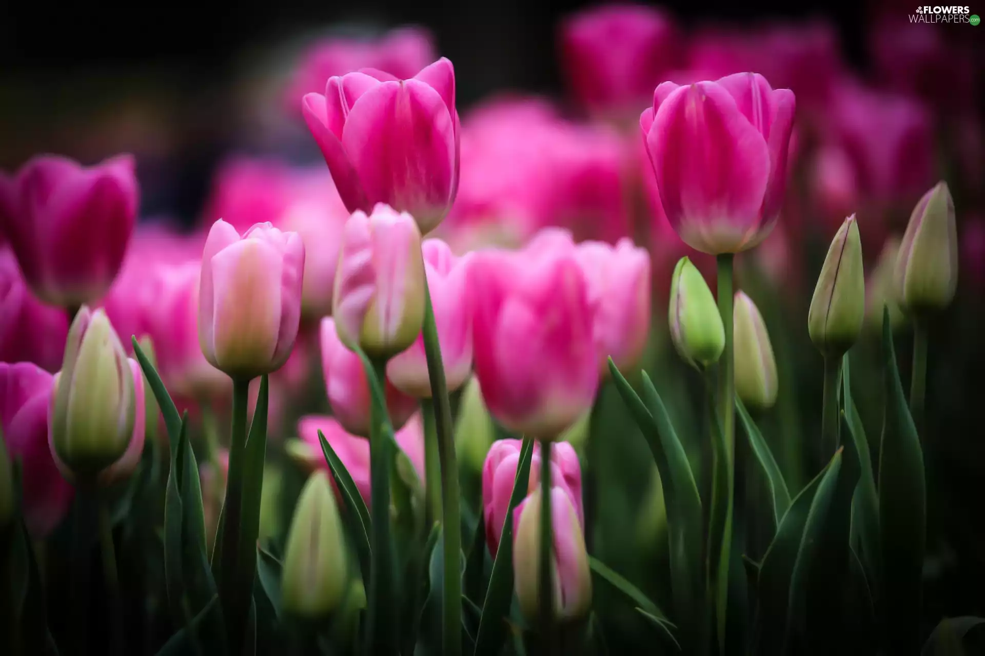 Buds, Purple, Tulips