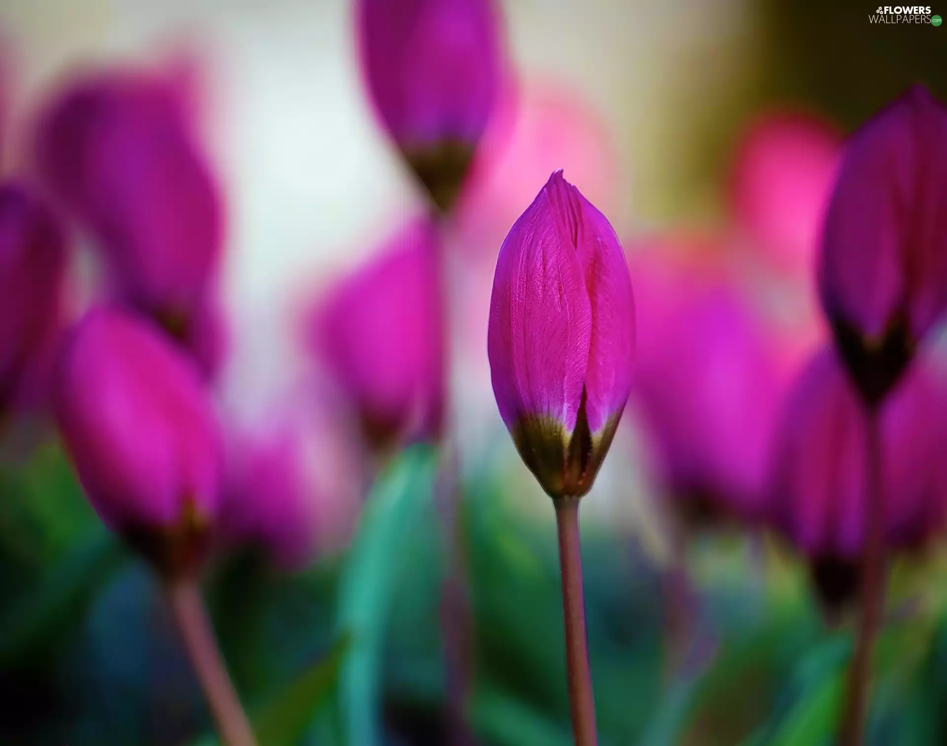 Buds, tulips