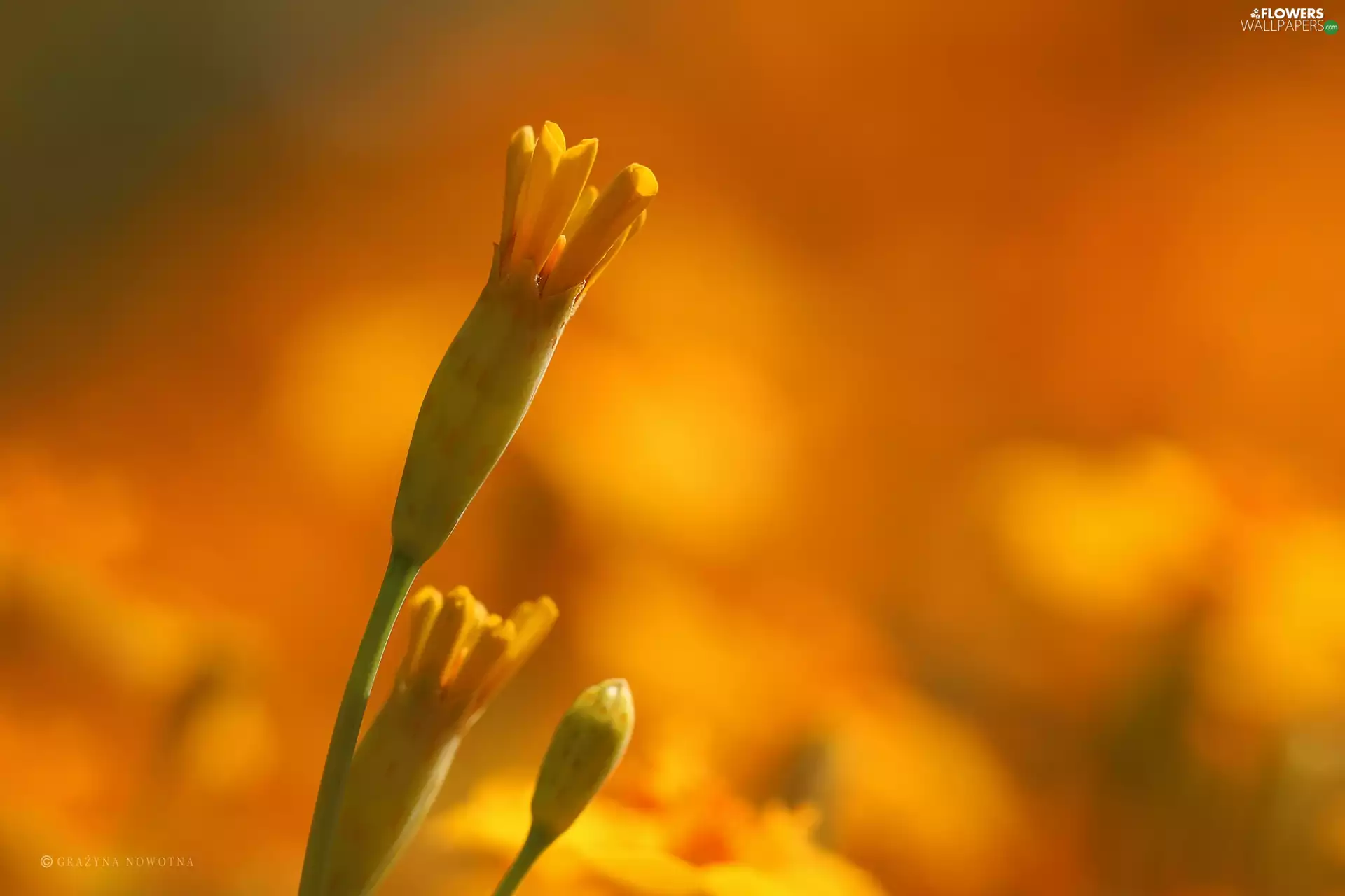 Buds, Tagetes, Turki