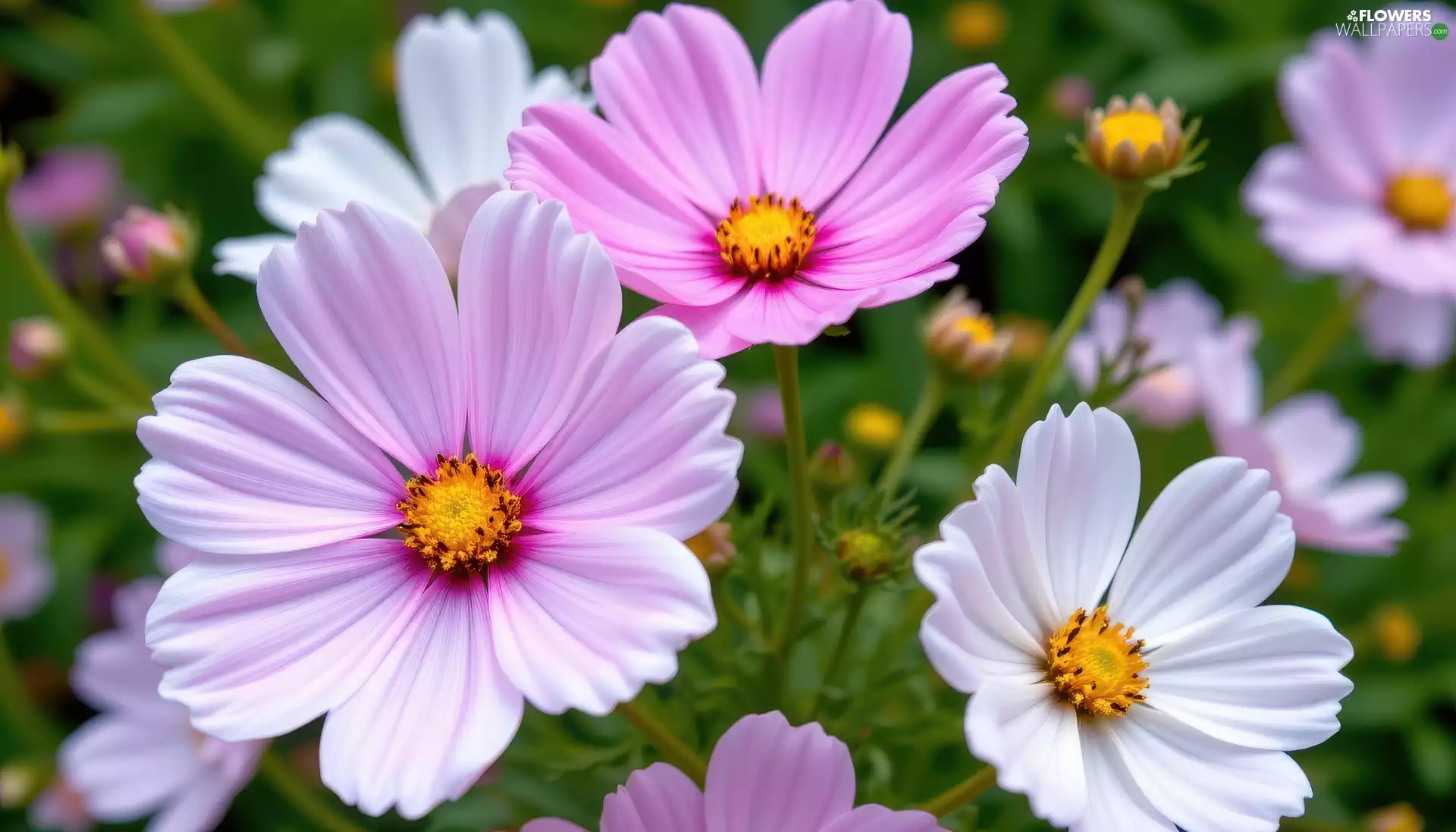 Flowers, Buds, White, Pink, Cosmos