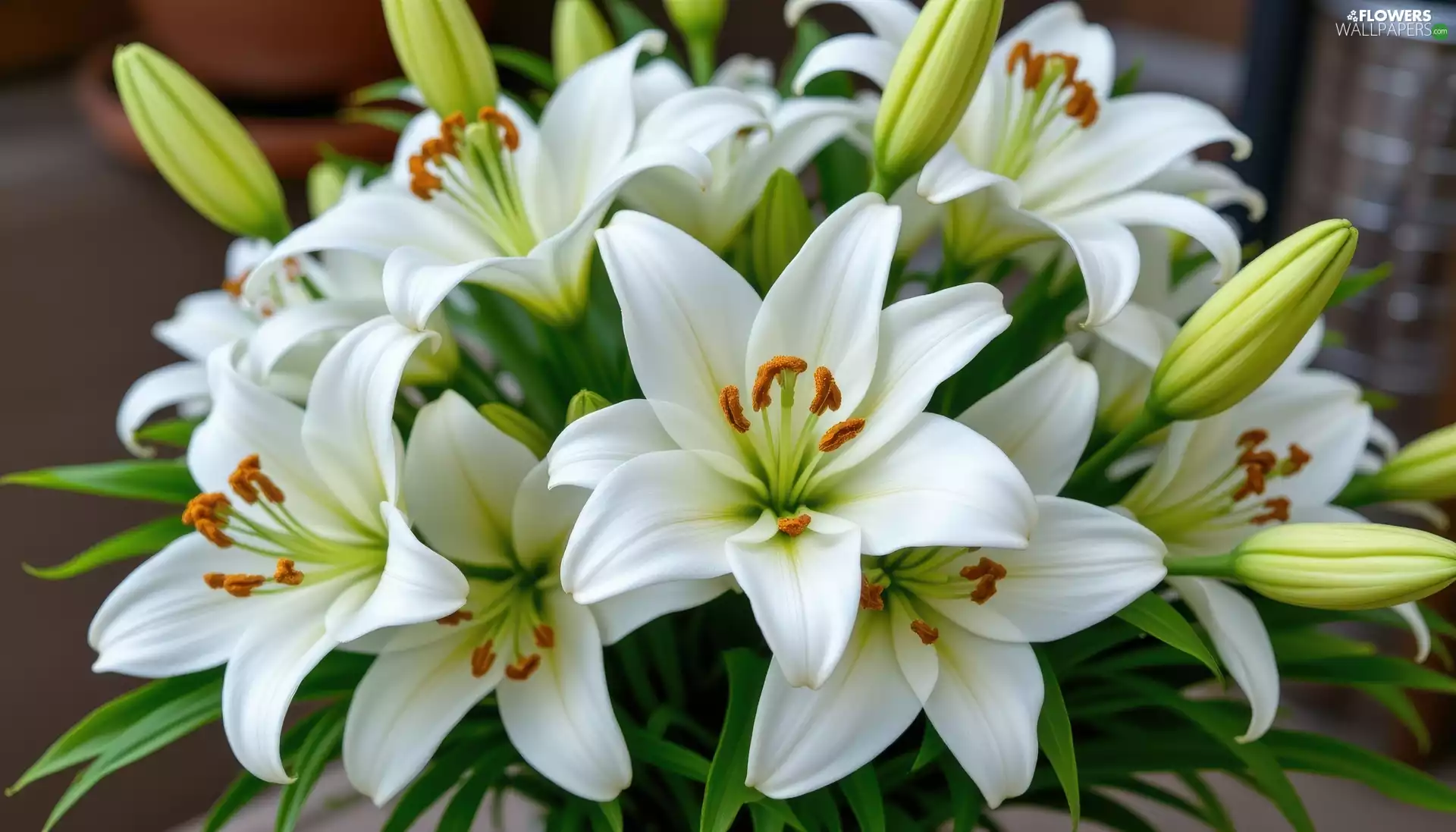 lilies, Buds, White, Flowers, developed