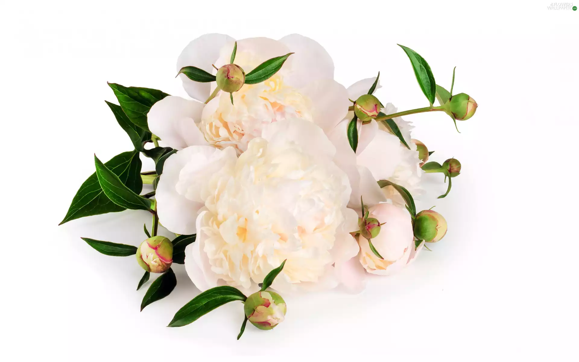 Peonies, Buds, White, developed, Flowers