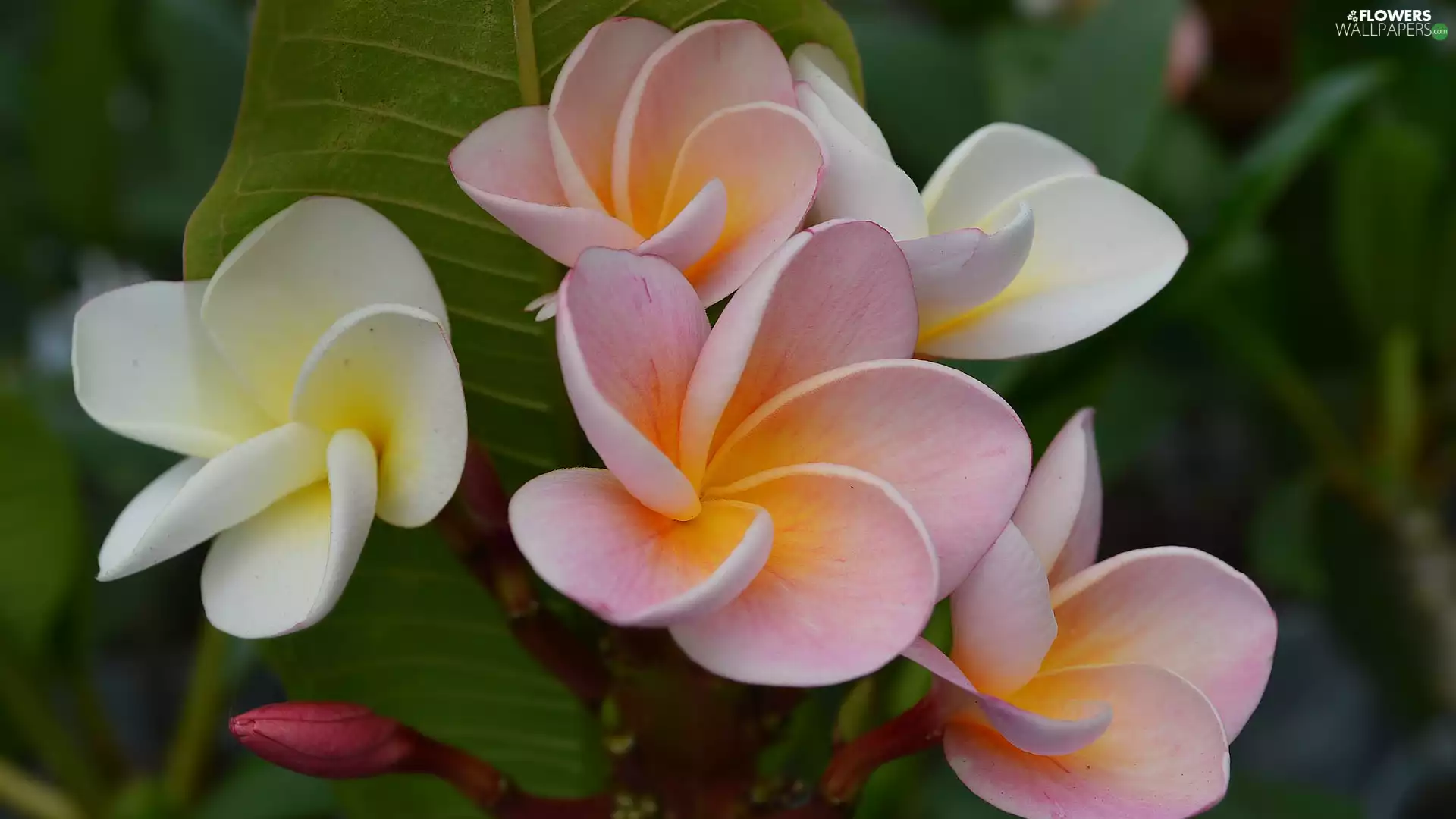Flowers, Pink, Leaf, Buds, Plumeria, White