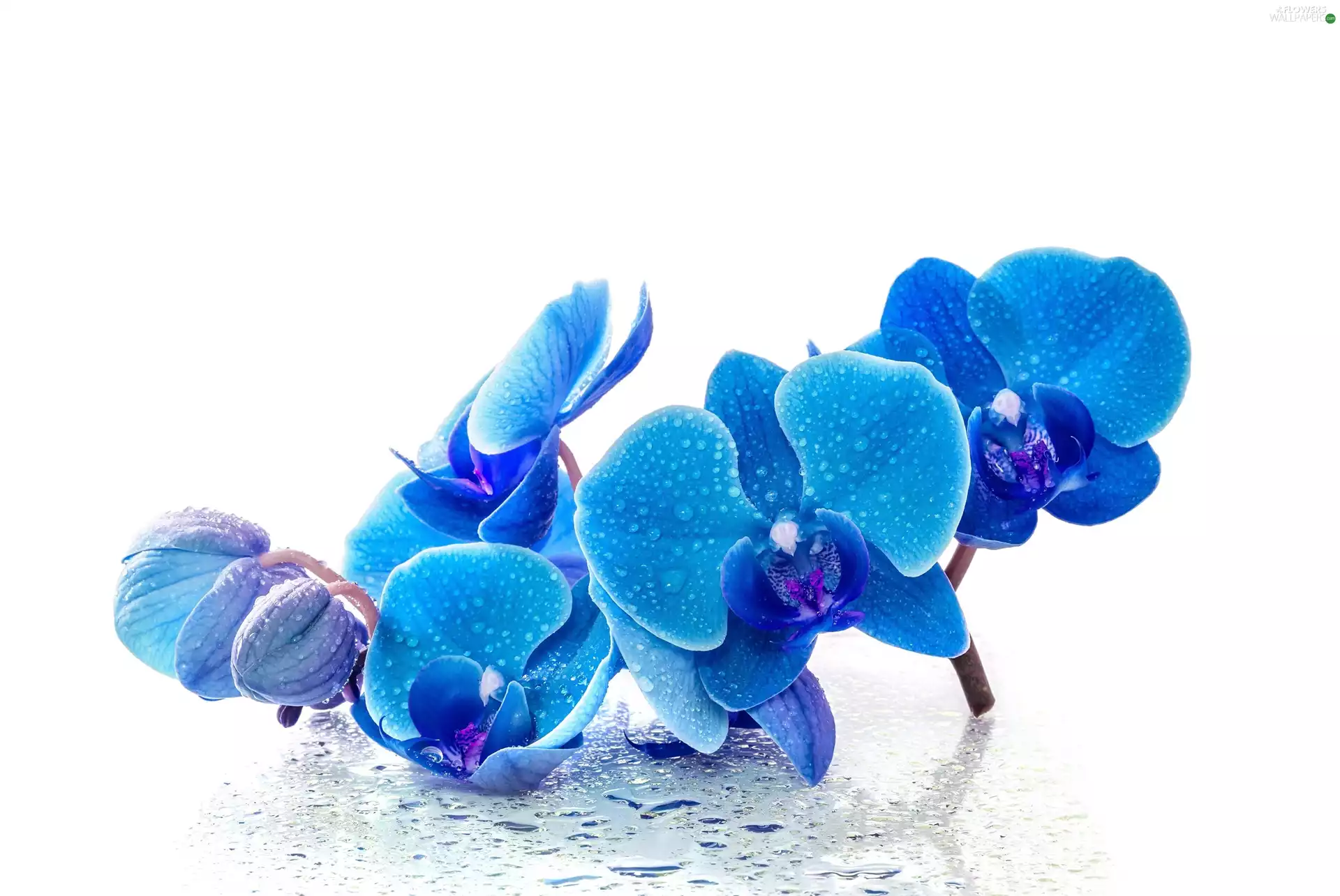 drops, orchids, White, Buds, Blue, water, background