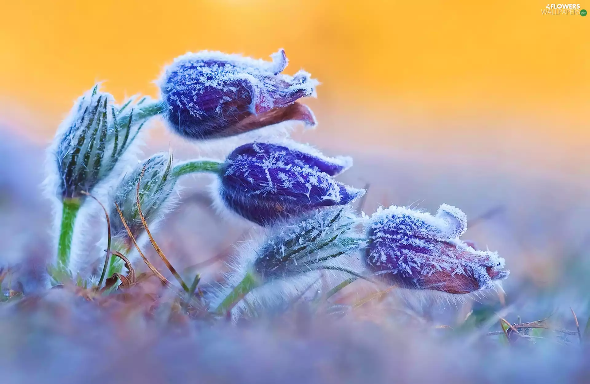 White frost, pasque, Buds