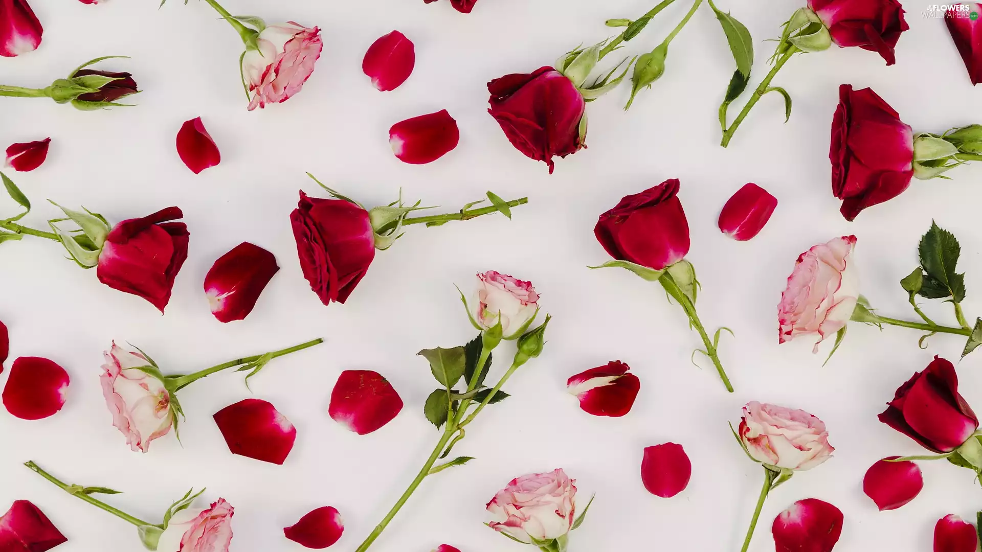 roses, Pink, White, Buds, Red, flakes, background