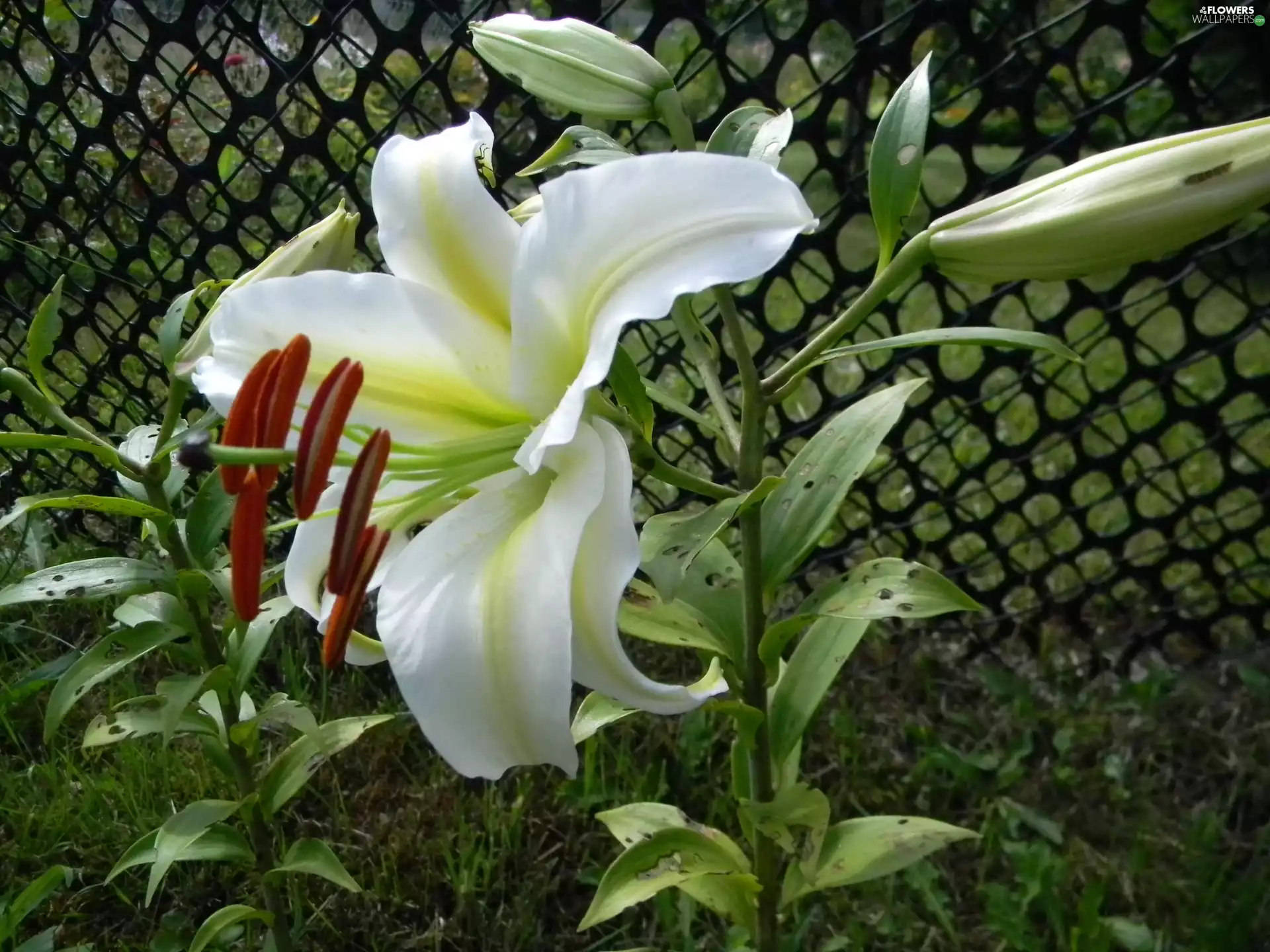White, rods, Buds, Lily