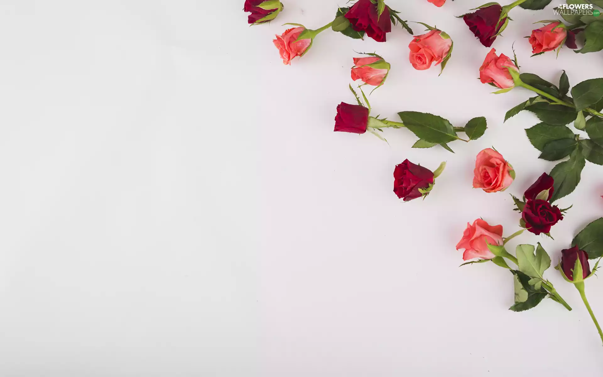Flowers, Buds, white background, roses