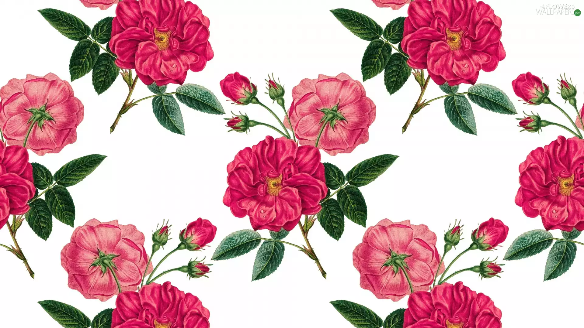 white background, roses, Buds