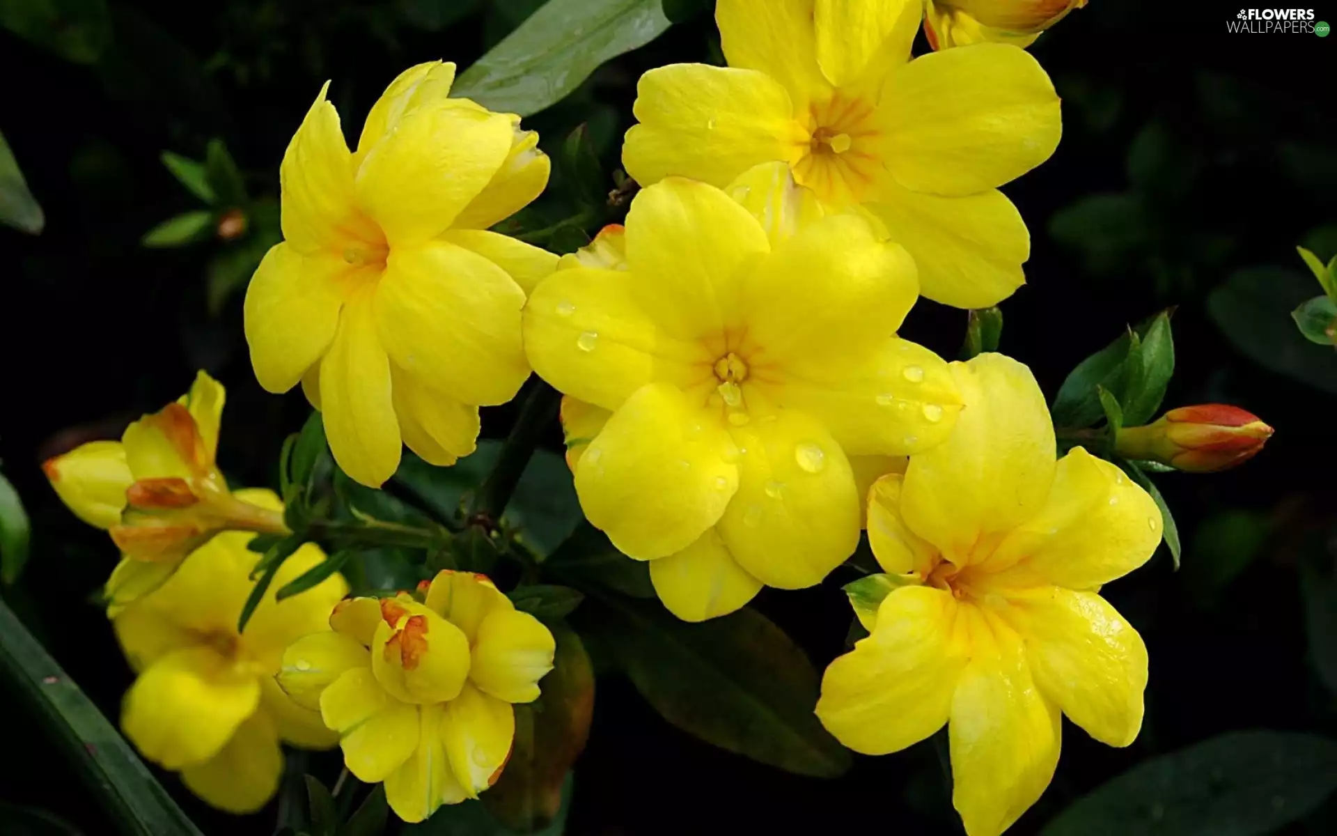 Alamanda, Buds, Yellow, Flowers, twig