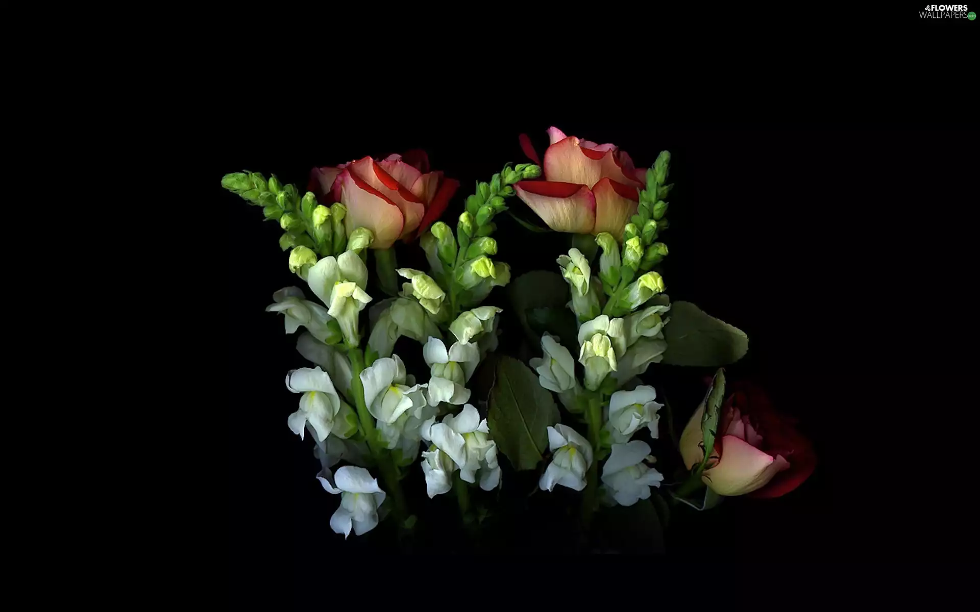 small bunch, Black, background, roses