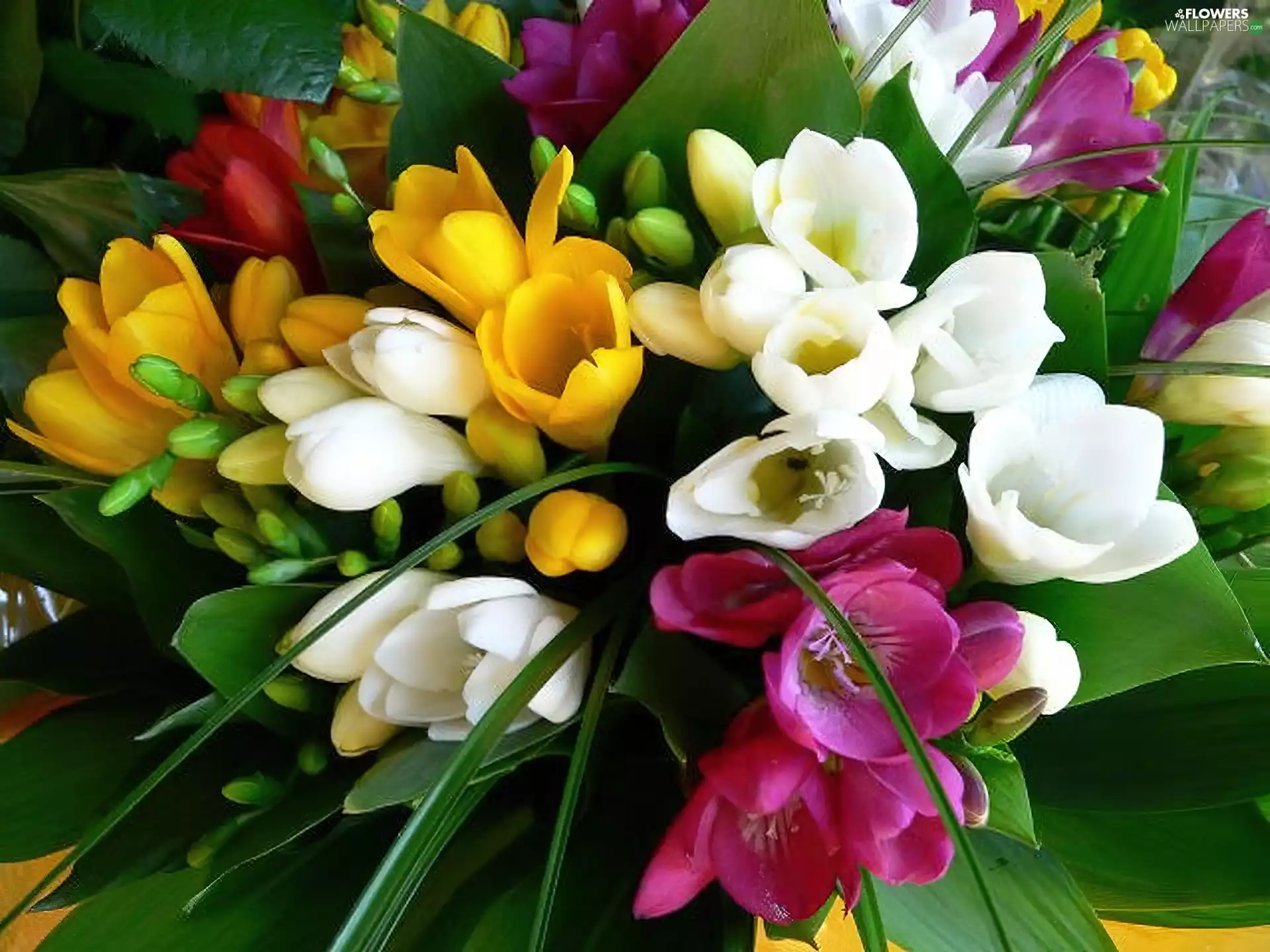 small bunch, freesia, adoption, Colorful