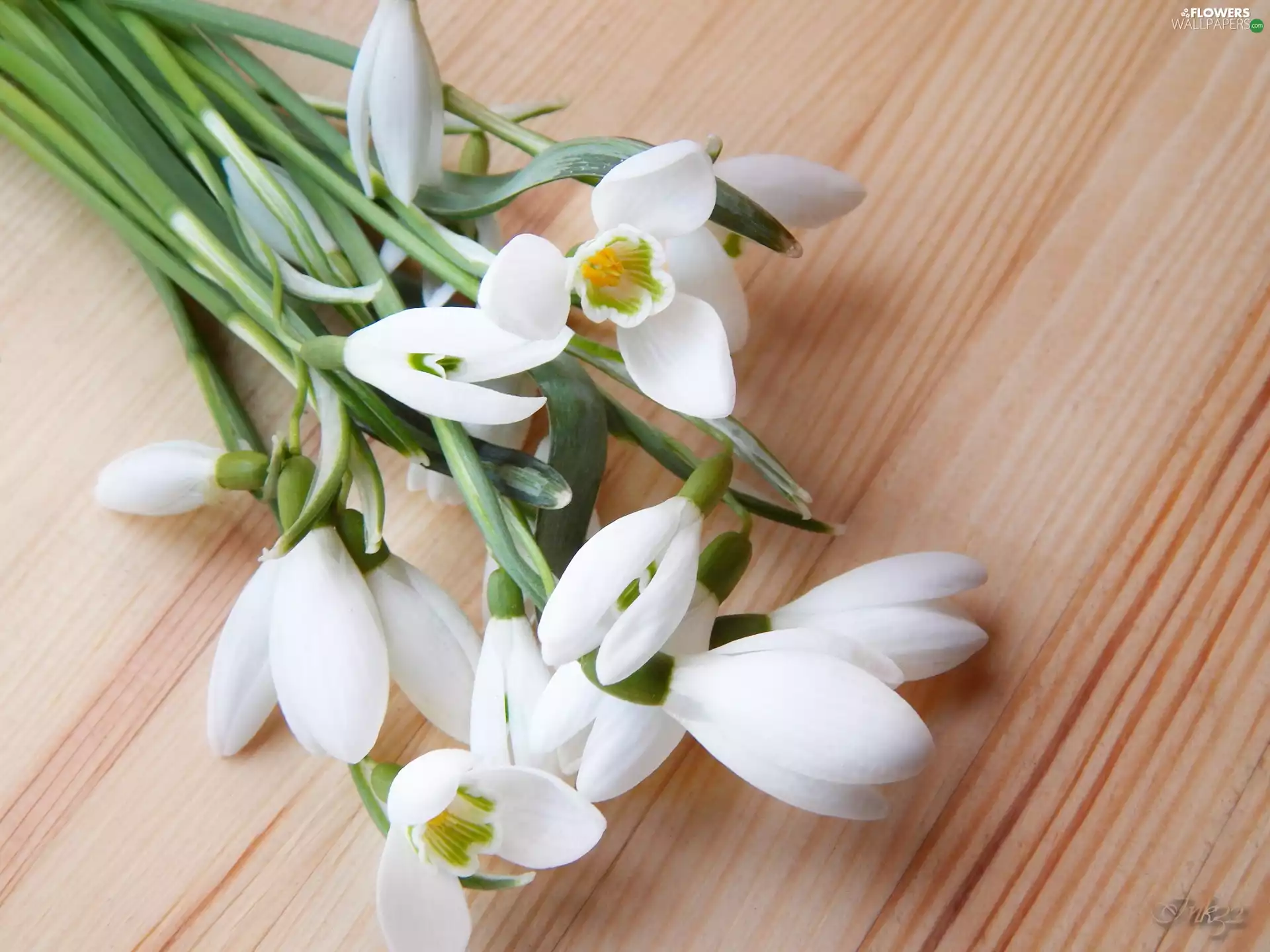 snowdrops, small bunch