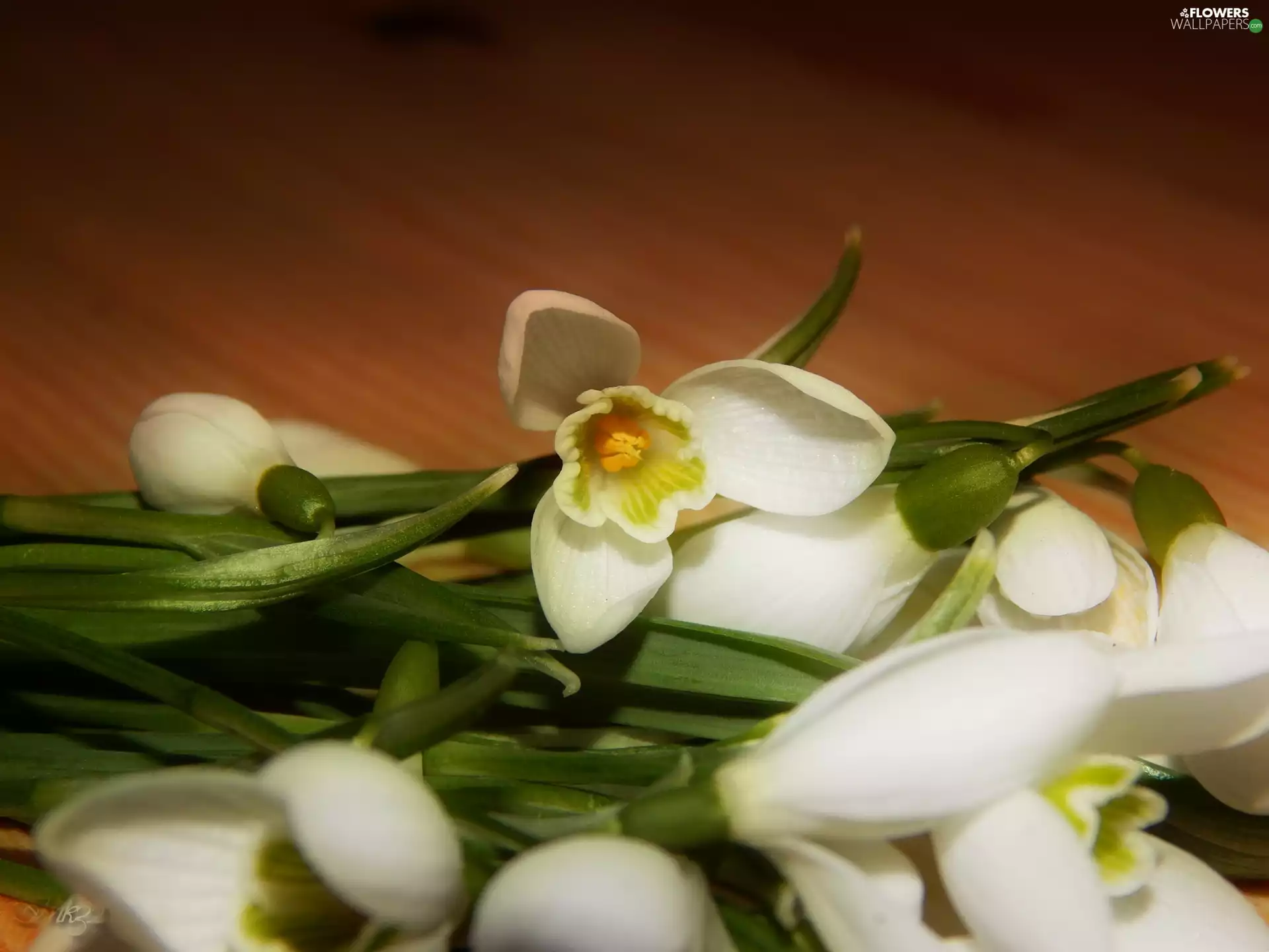 snowdrops, small bunch