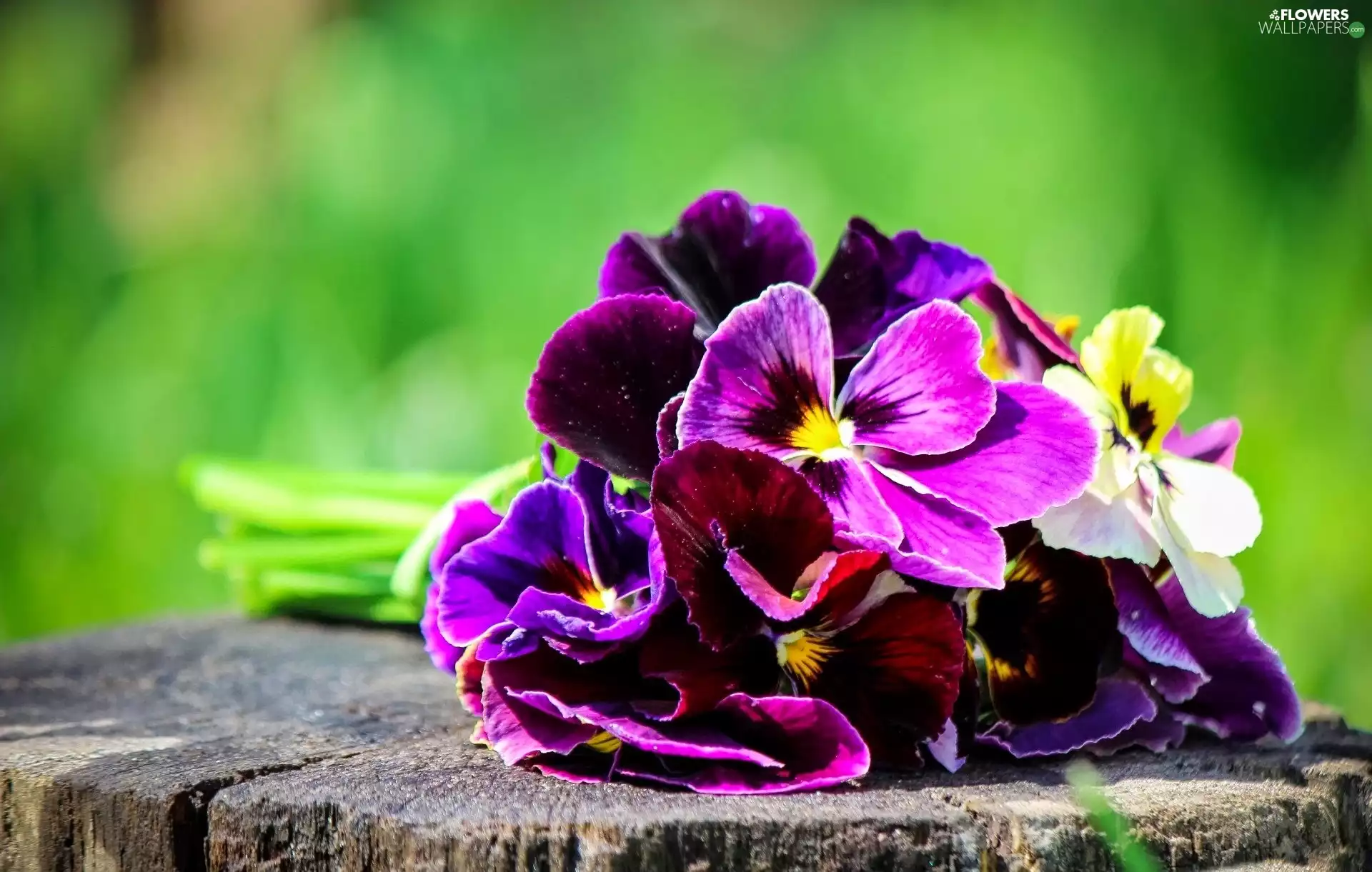 snag, pansies, small bunch