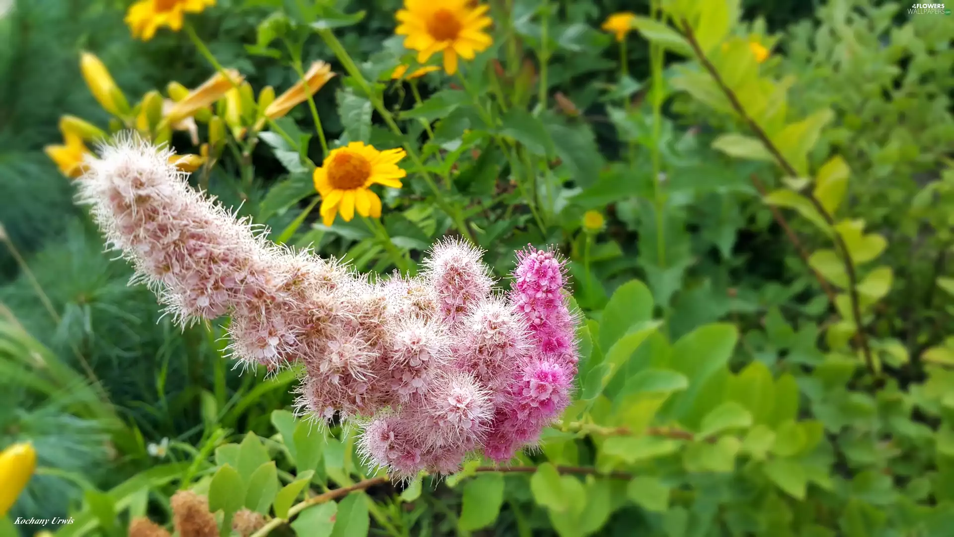 Pink, Flowers, butterfly bush, twig, Bush