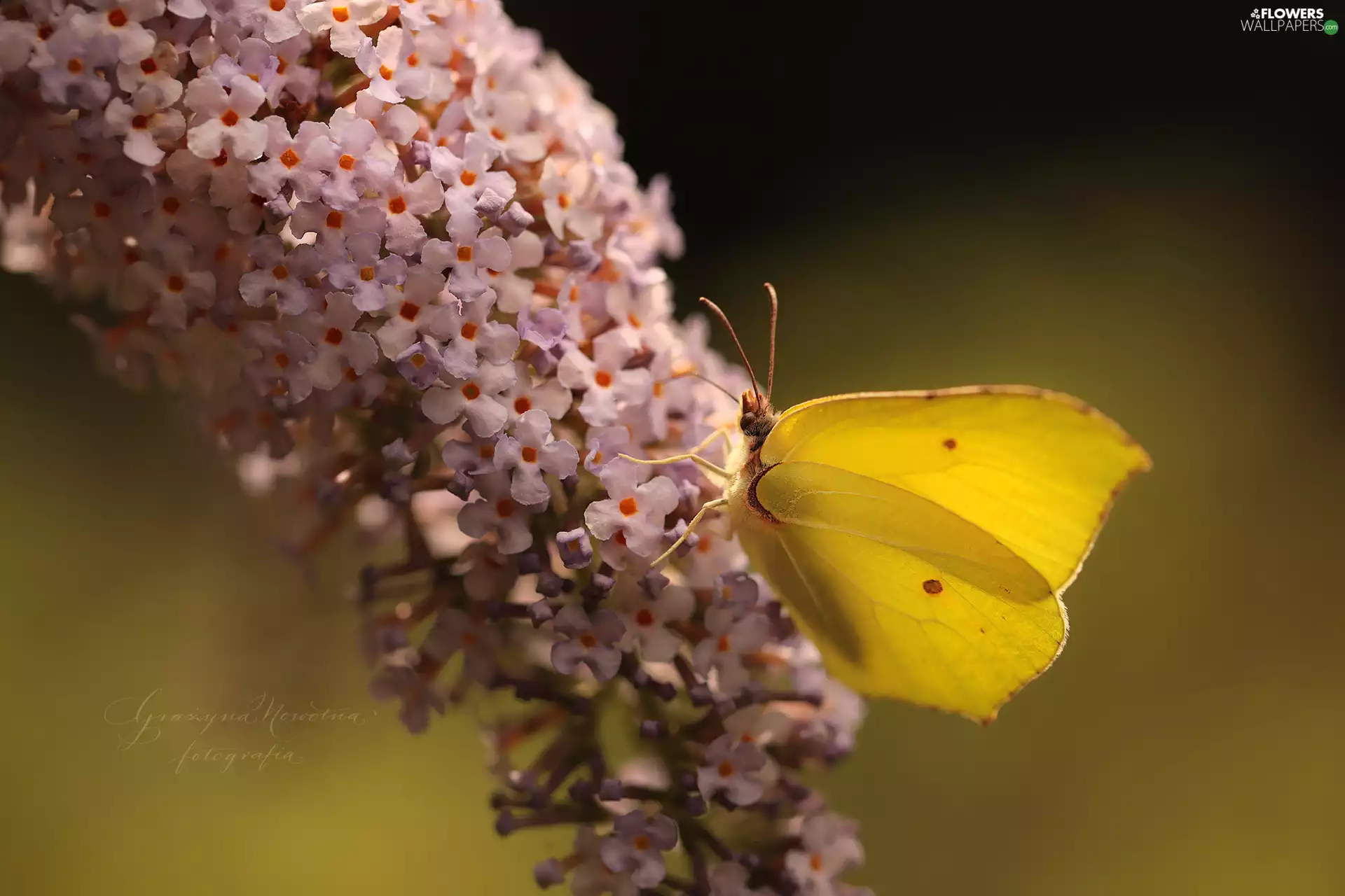 butterfly bush, butterfly, Gonepteryx rhamni